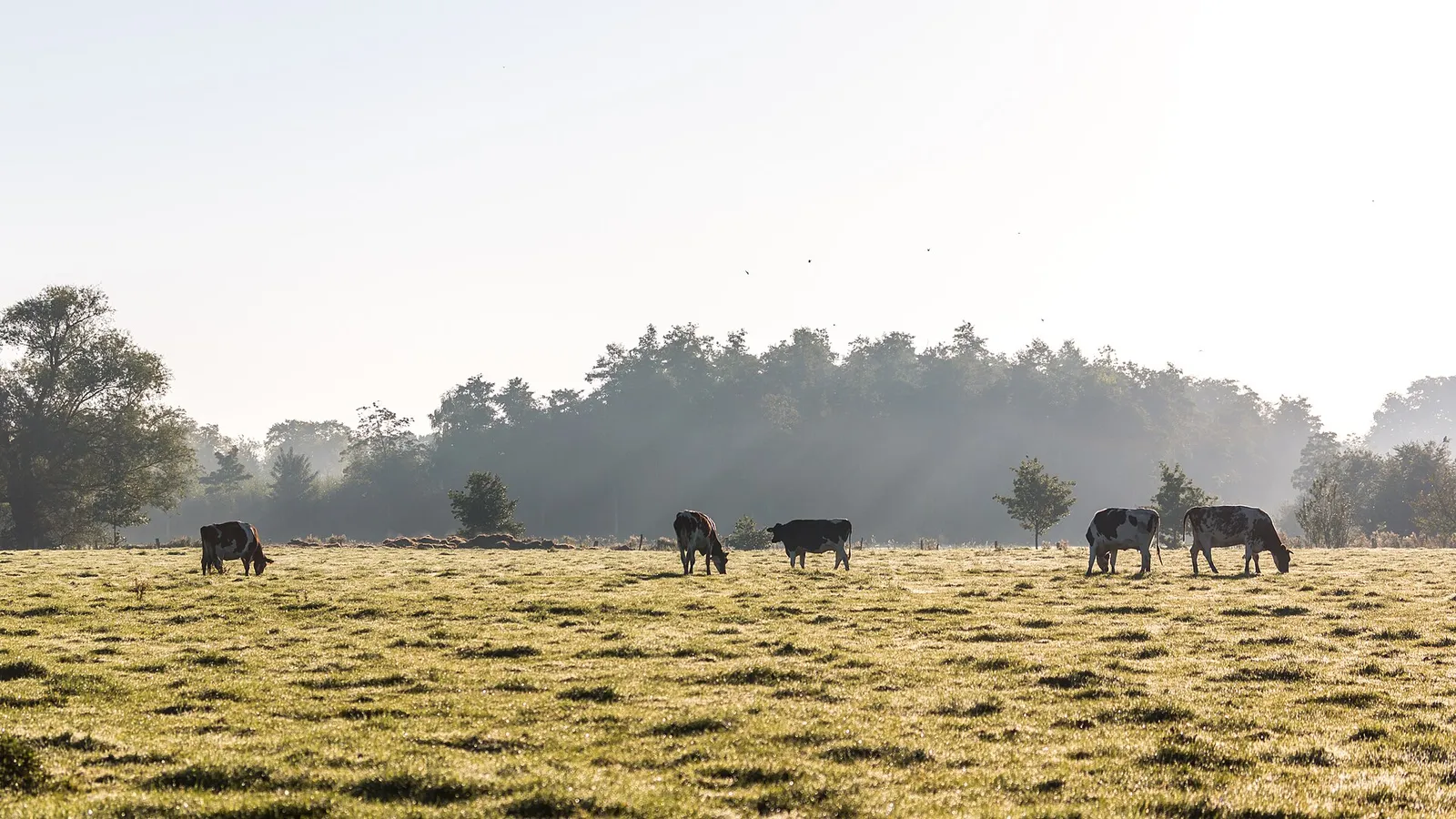 Des vaches au pâturage dans une prairie