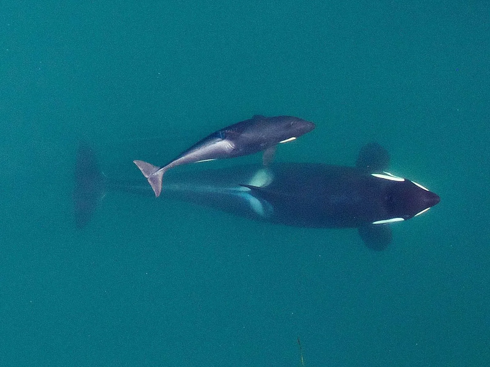Une orque nageant à la surface de l'océan