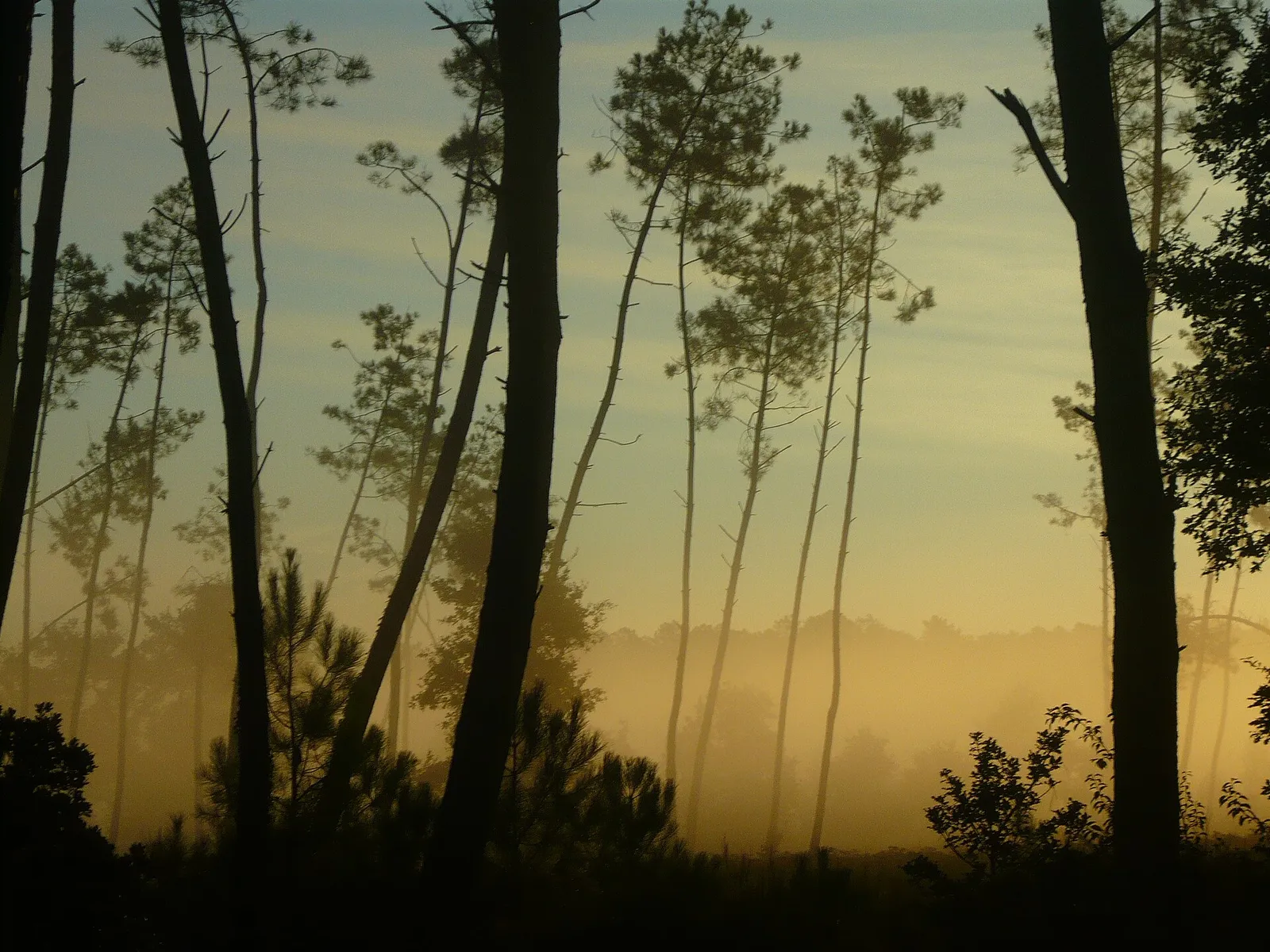 La forêt des Landes