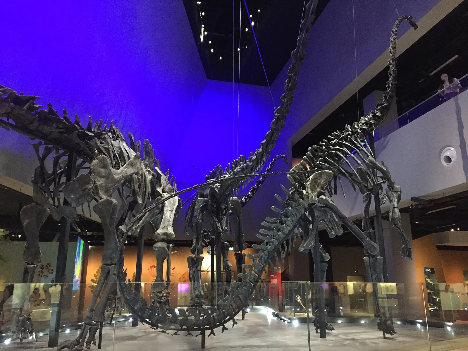 Squelettes de sauropodes dans un musée (illustration)