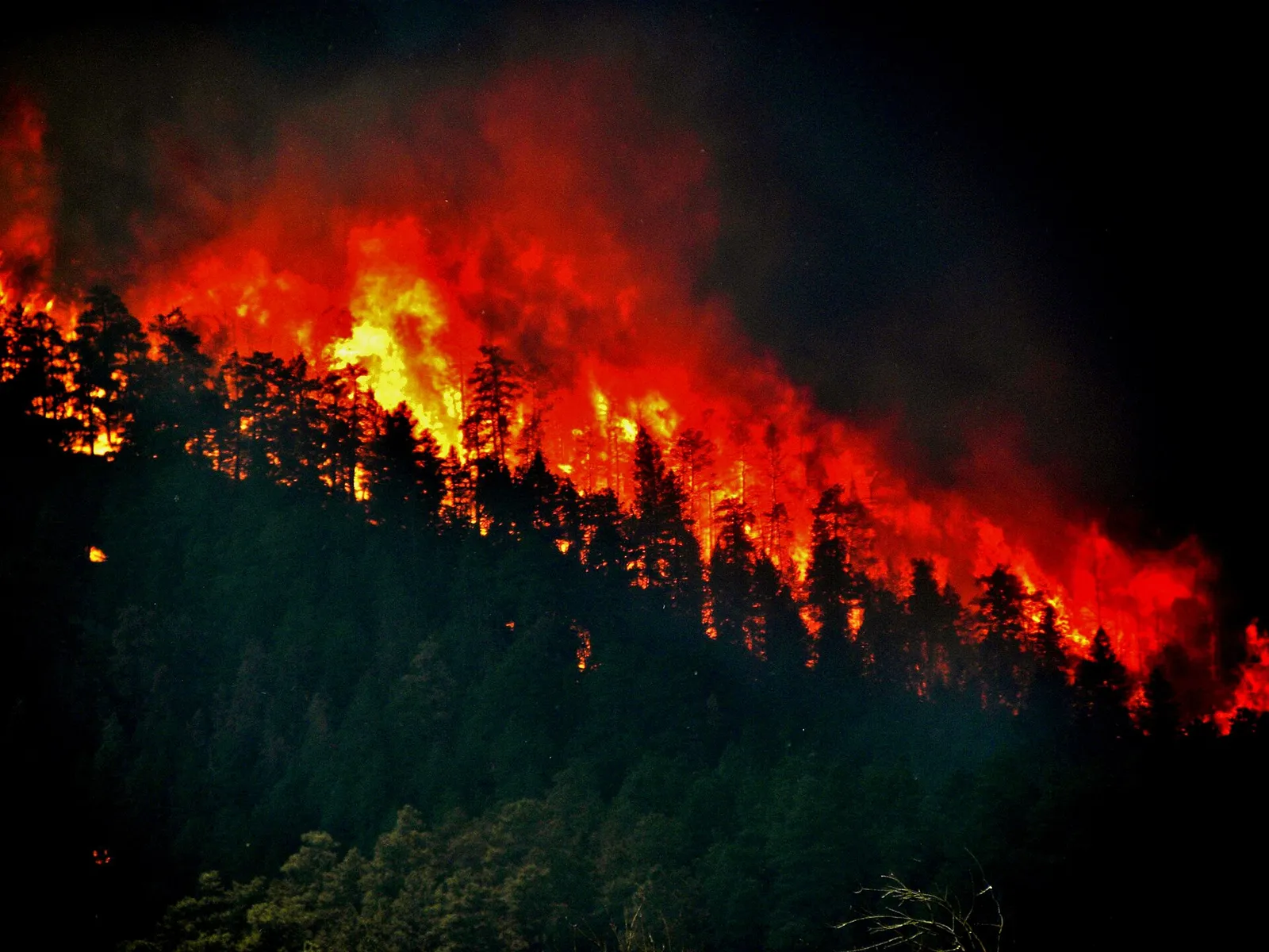 Un feu de forêt (illustration)