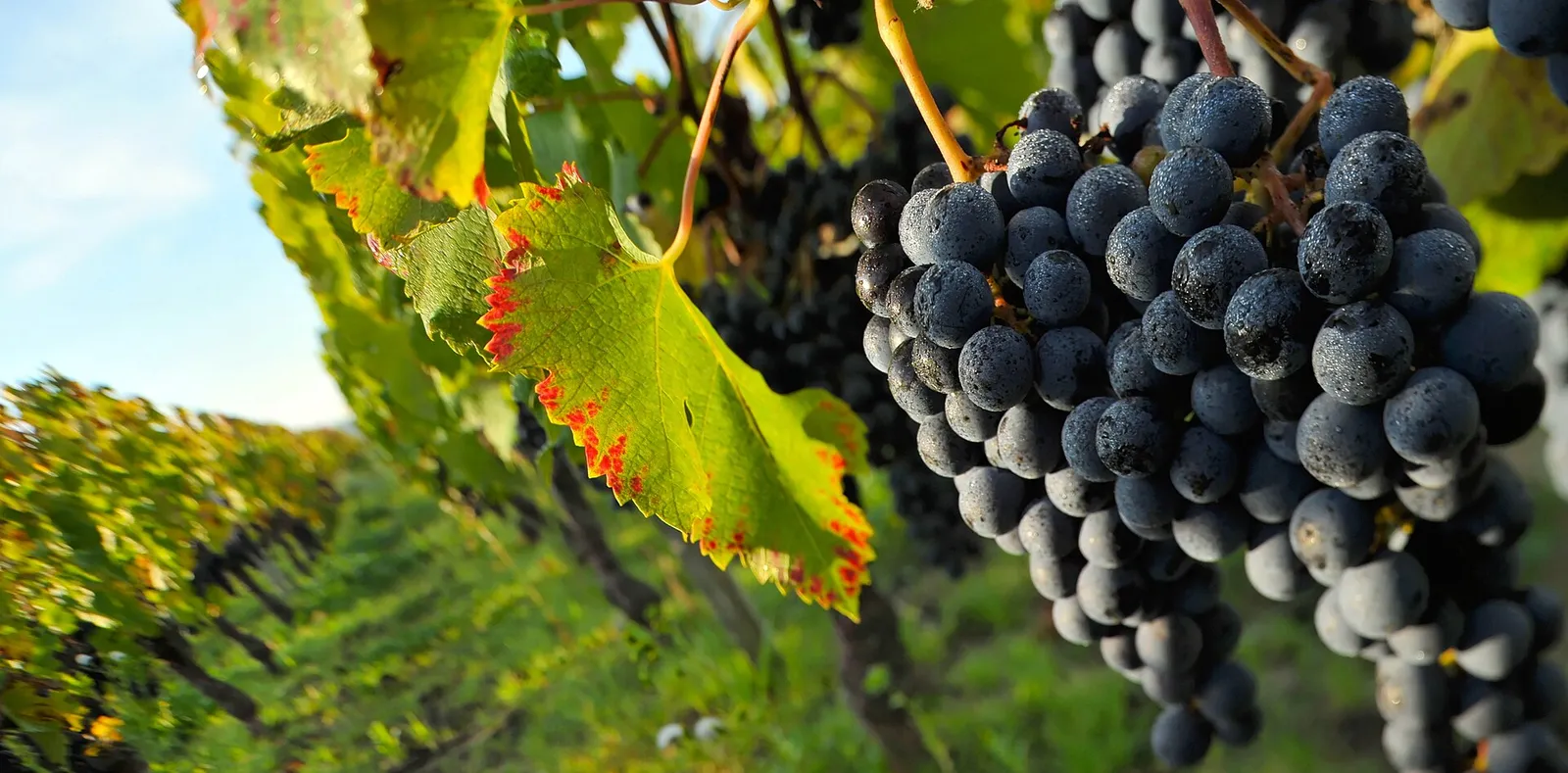 Un vignoble bordelais sous le soleil