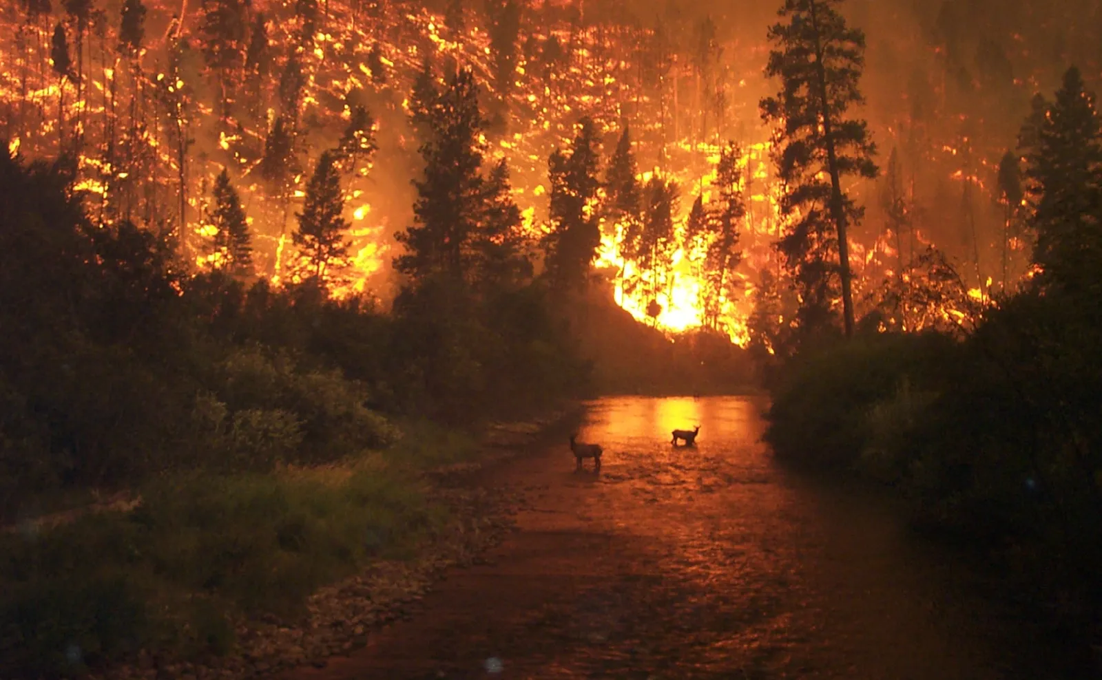 Un feu de forêt (illustration)