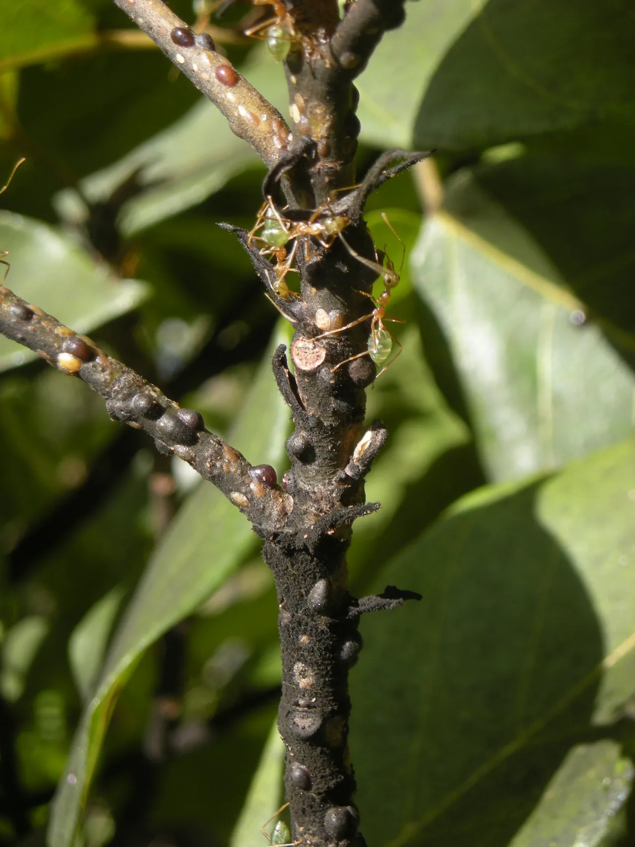 Fourmis vertes tisserandes (Oecophylla smaragdina), la proie ciblée