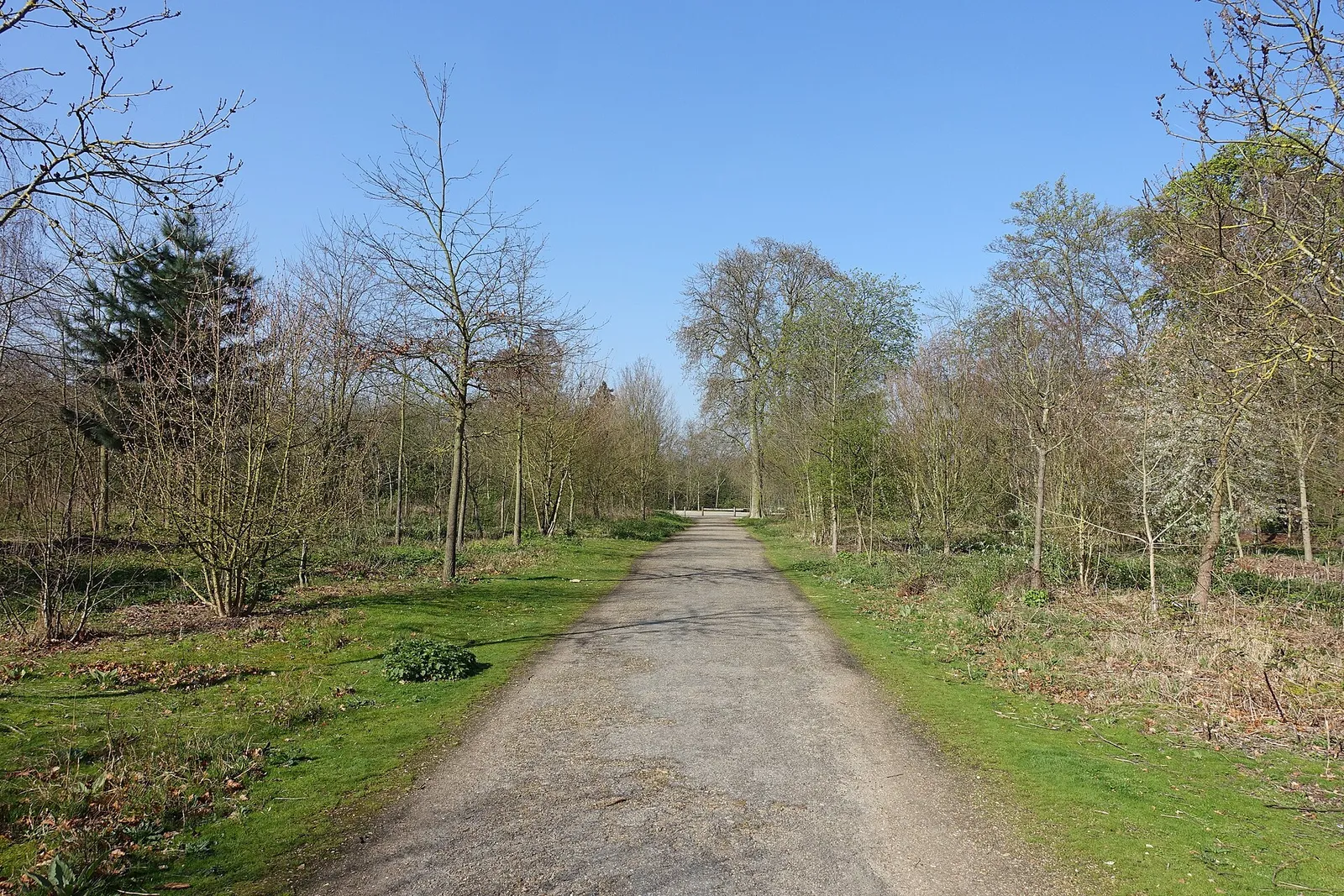Sous-bois du bois de Boulogne, à l'ouest de Paris