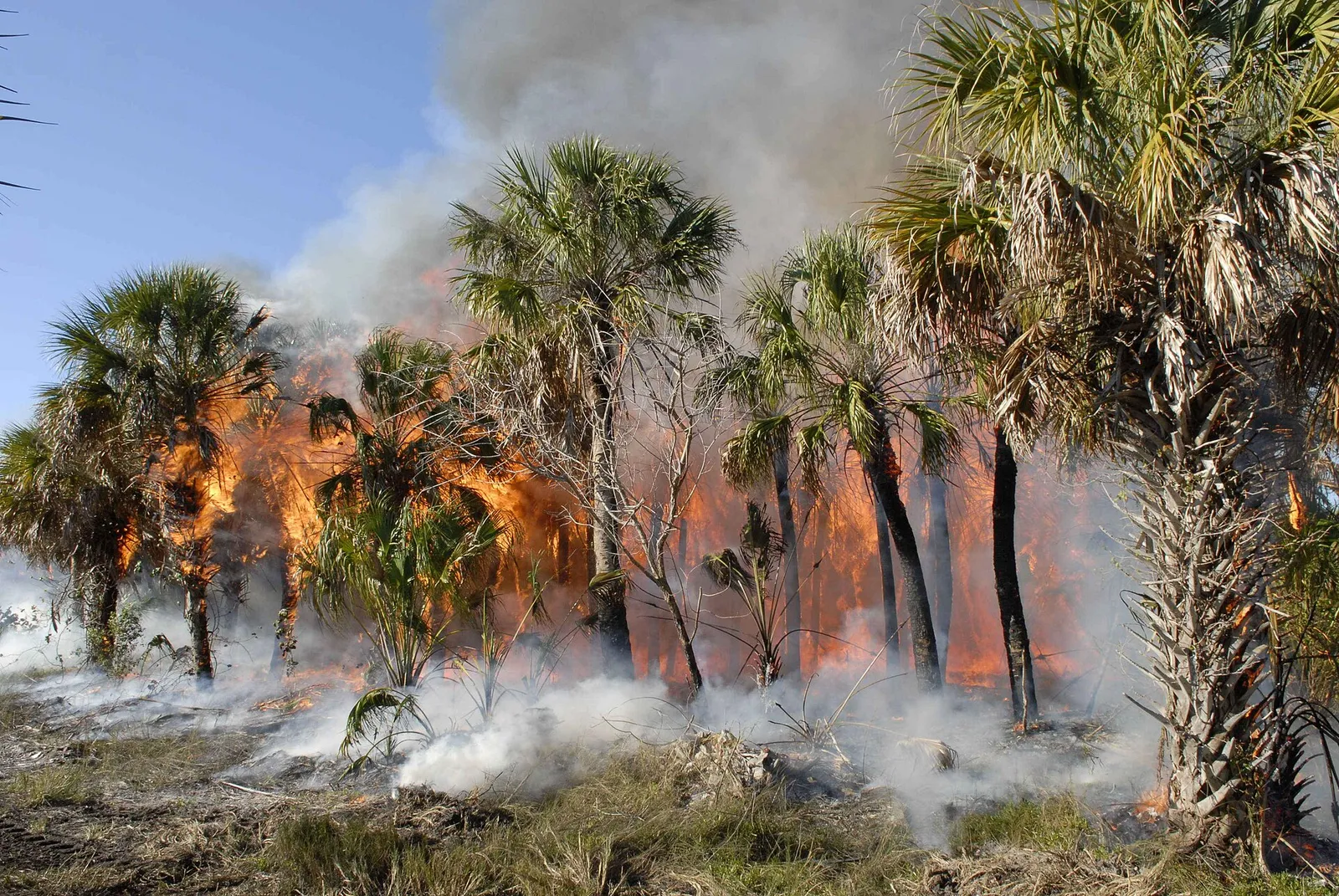 Un incendie de forêt
