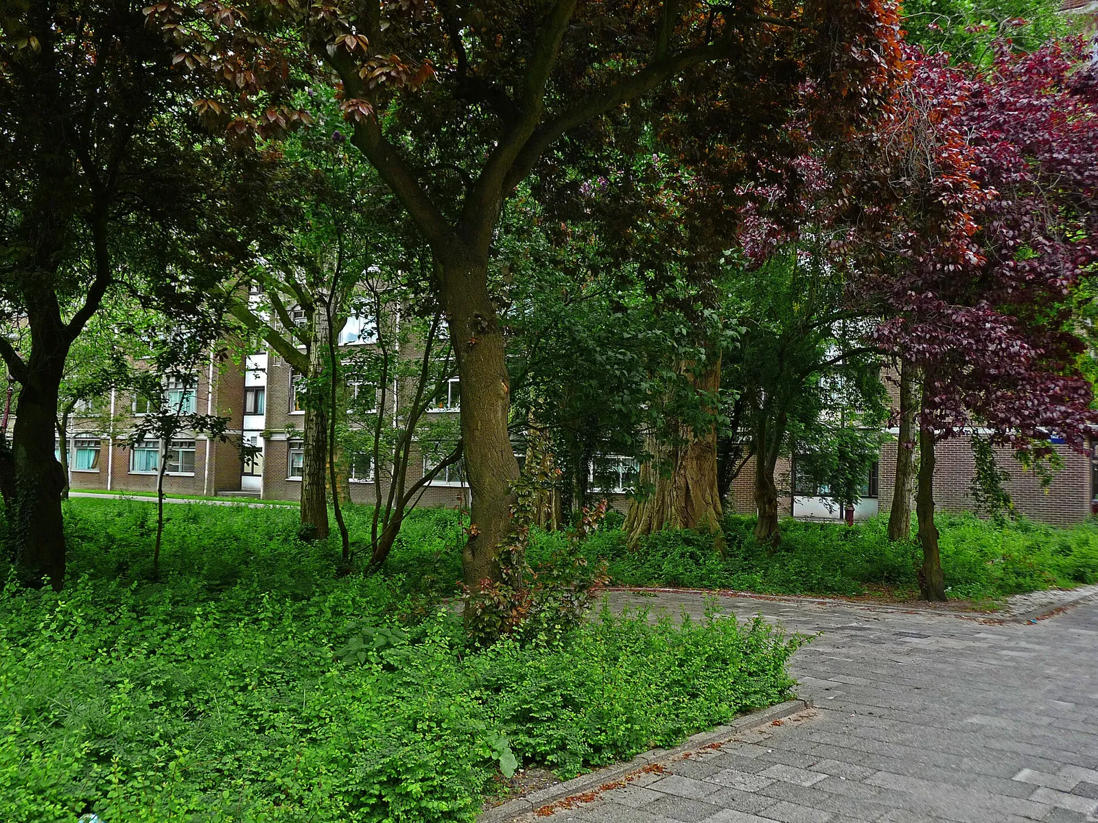 Des arbres en ville (illustration)