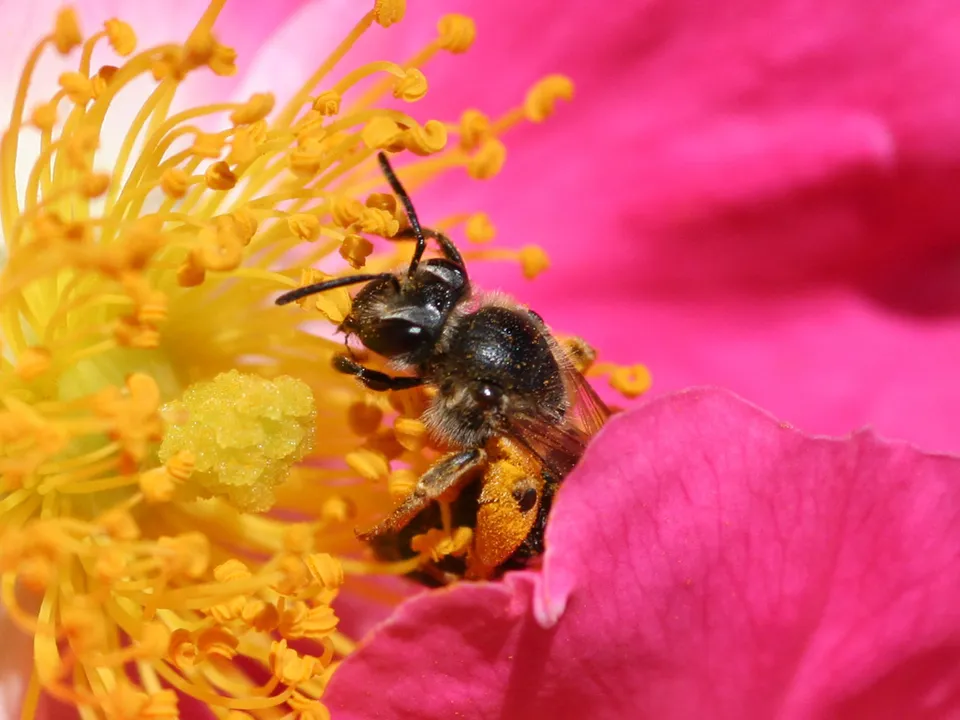 Une abeille butine une fleur (illustration)