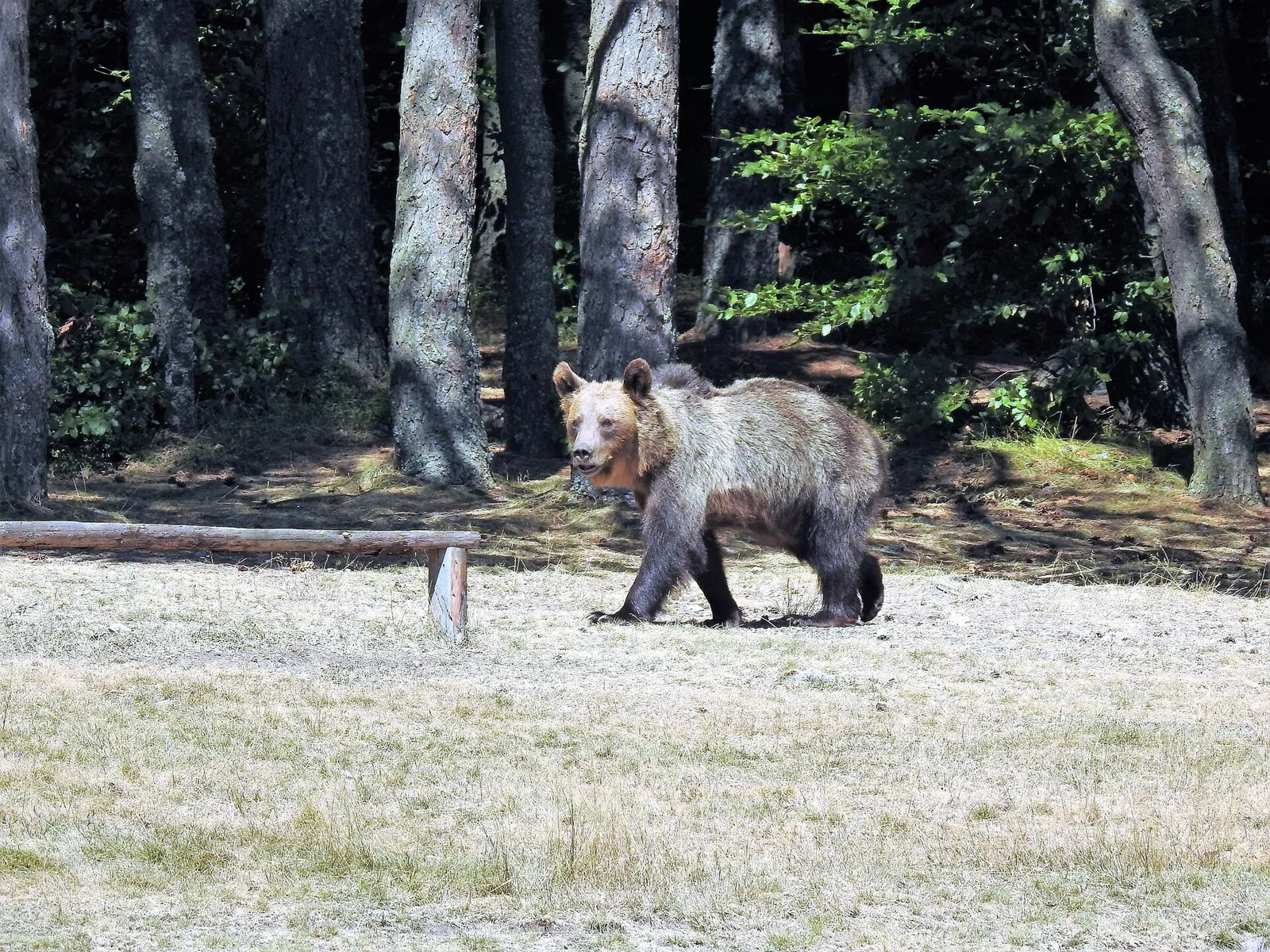 Un ours brun des Carpates