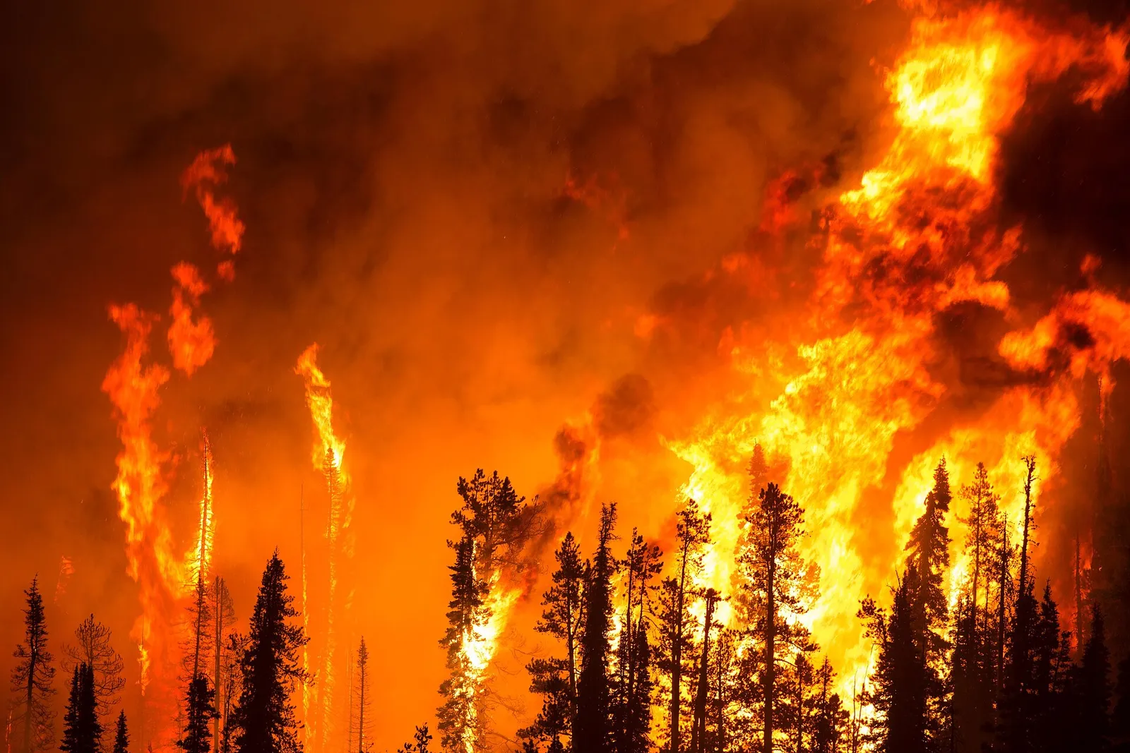 Un feu de forêt embrasant des arbres de nuit