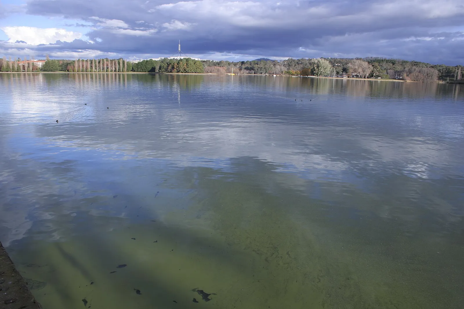 Prolifération de cyanobactéries à la surface d'un plan d'eau