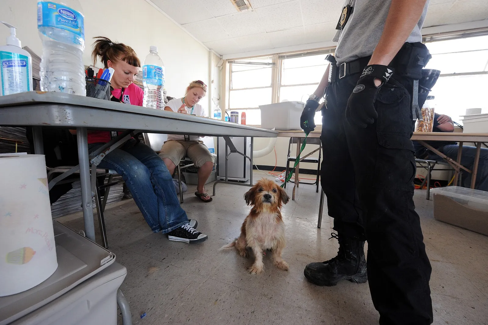 Chien recueilli dans un refuge pour animaux