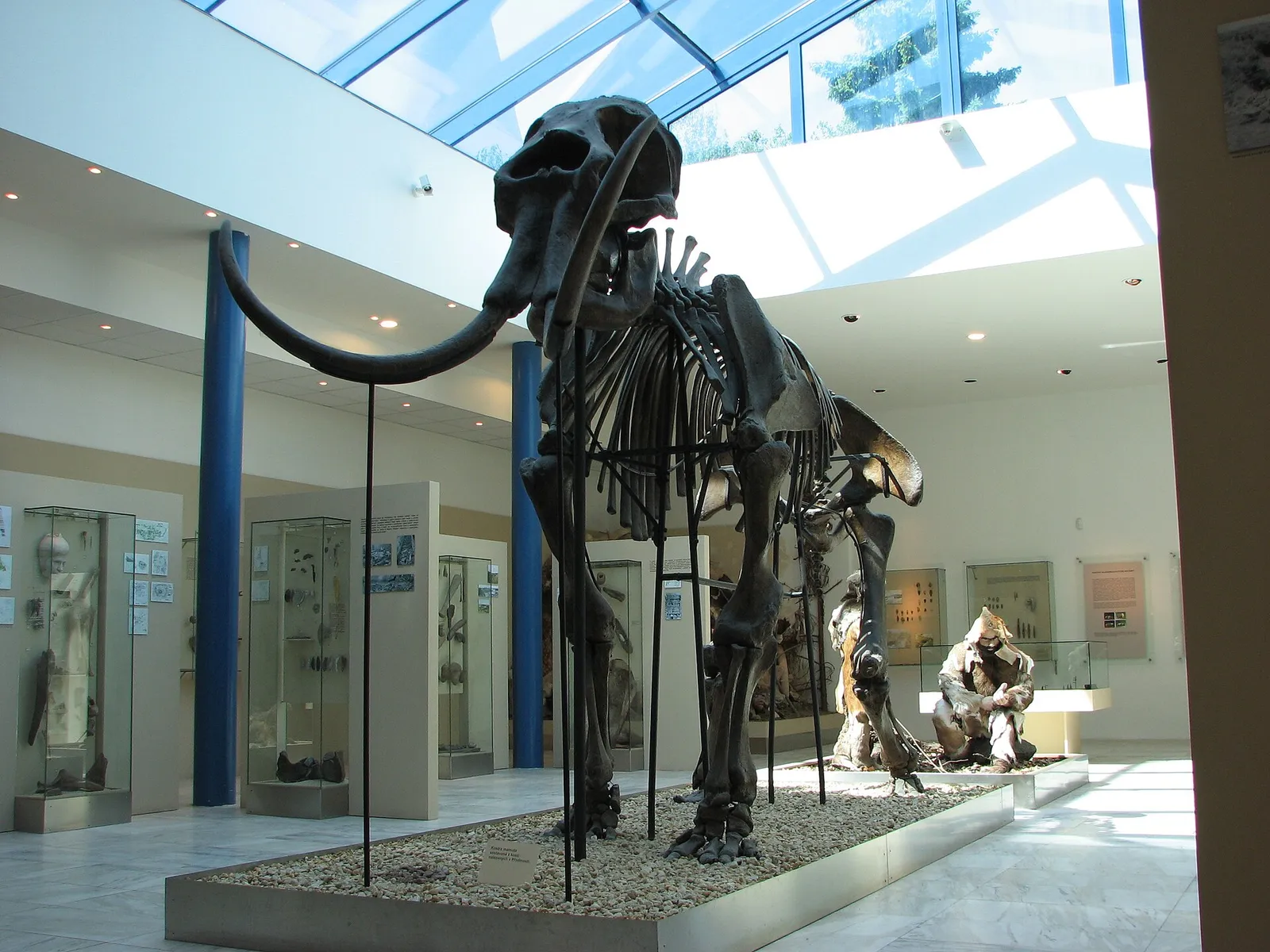Squelette de mammouth exposé dans un musée