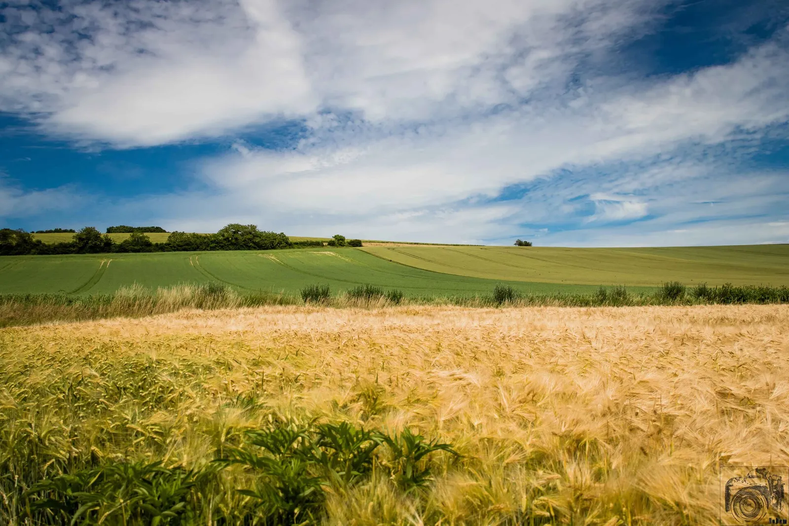 Paysage rural français sous le soleil d'été (illustration)