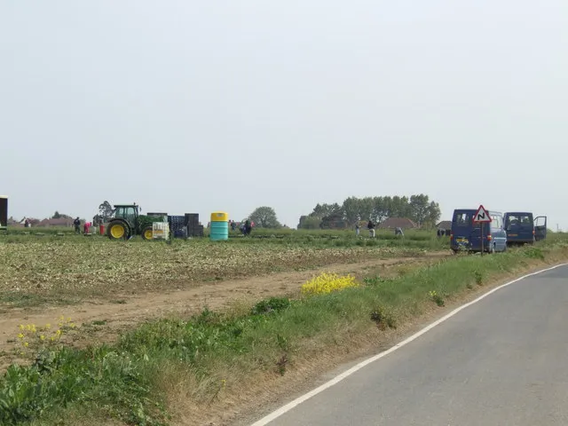 Récolte de poireaux dans un champ de plein air