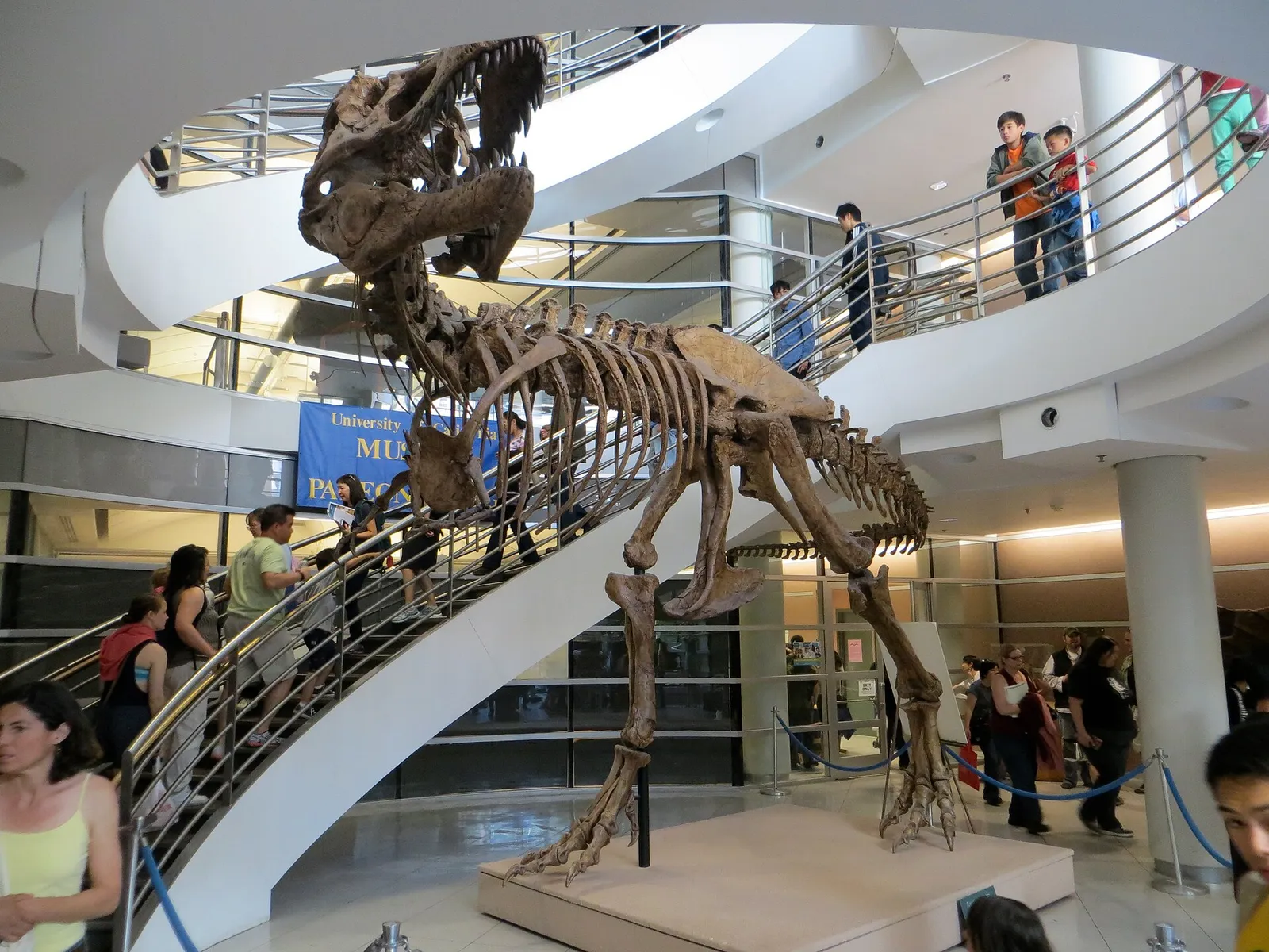 Un squelette de Tyrannosaurus rex exposé dans un musée