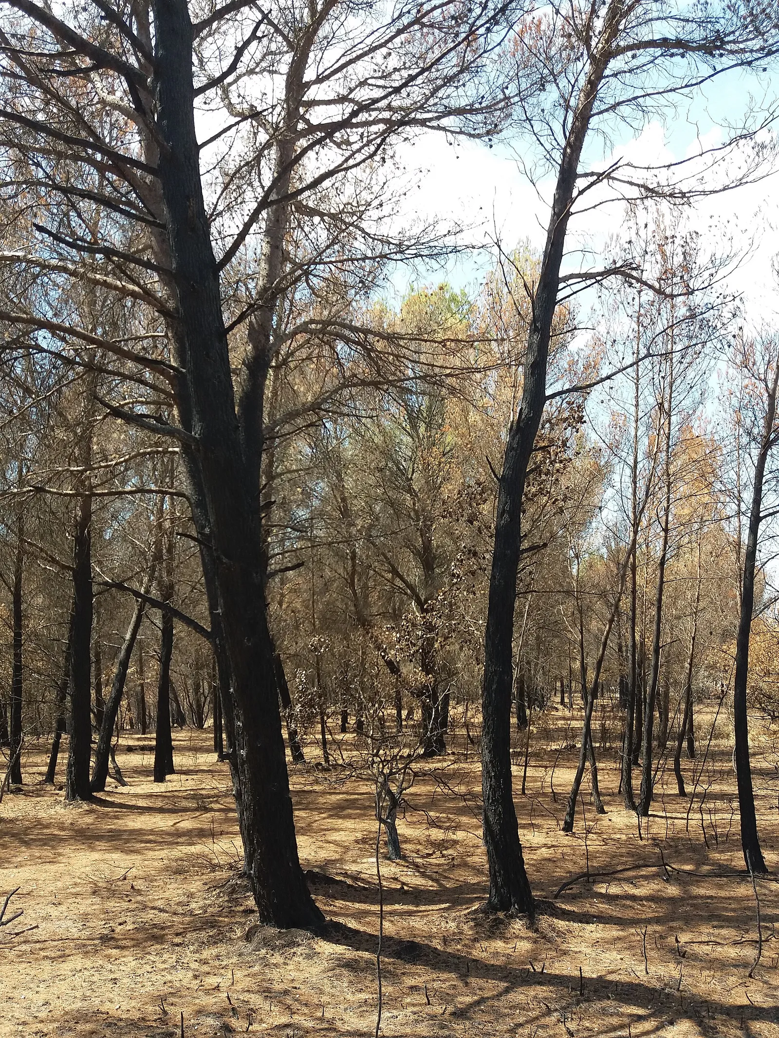Incendie de végétation en Provence