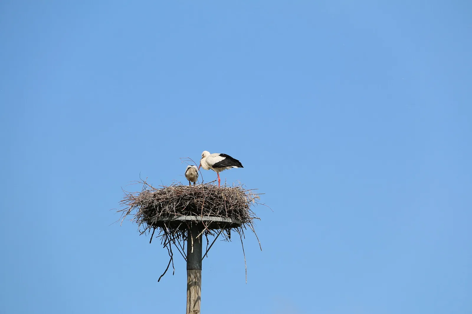 Un nid de cigognes dans la réserve naturelle du Zwin, près de Knokke-Heist