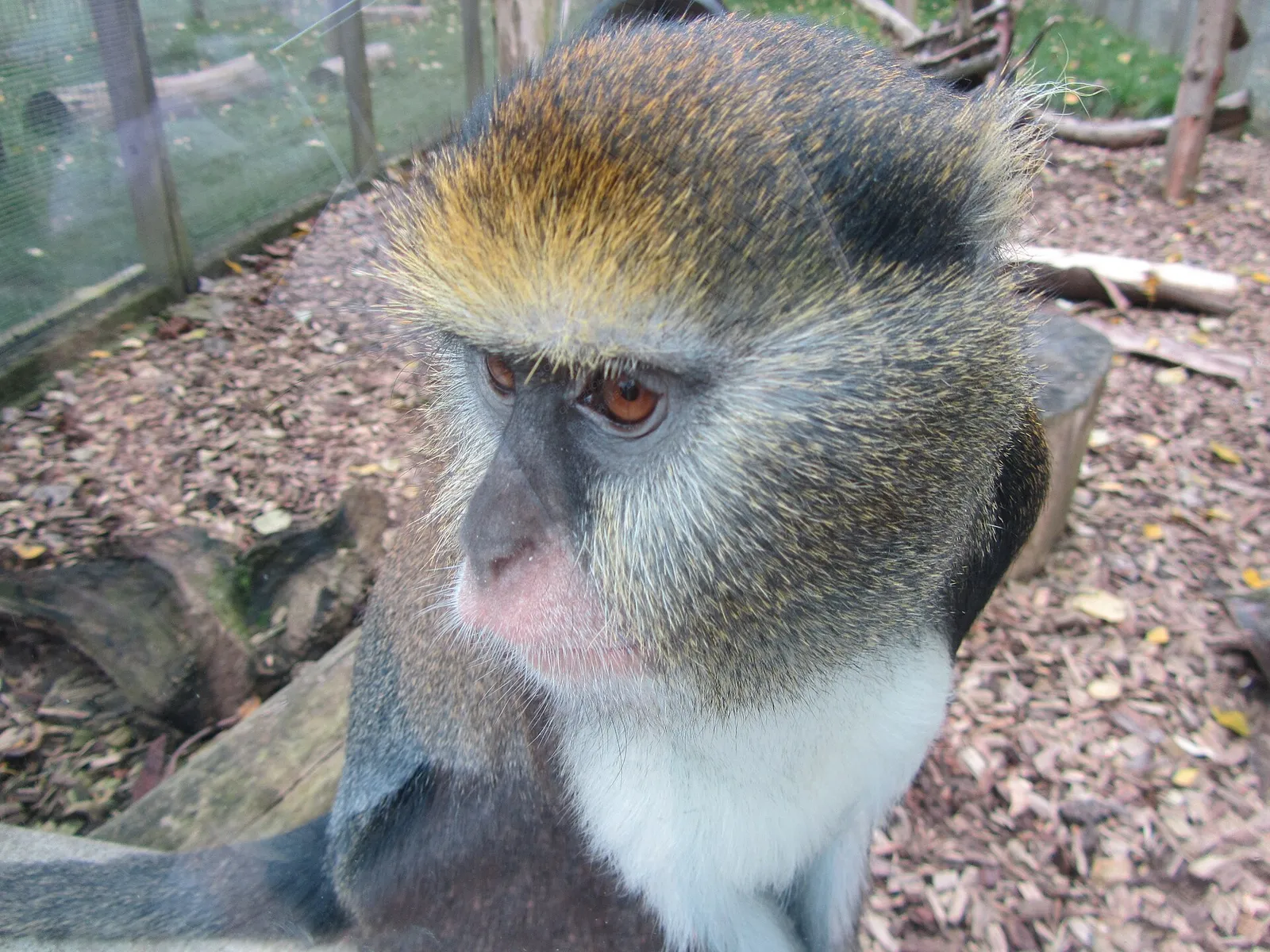 Une mone de Campbell, petit singe au pelage sombre