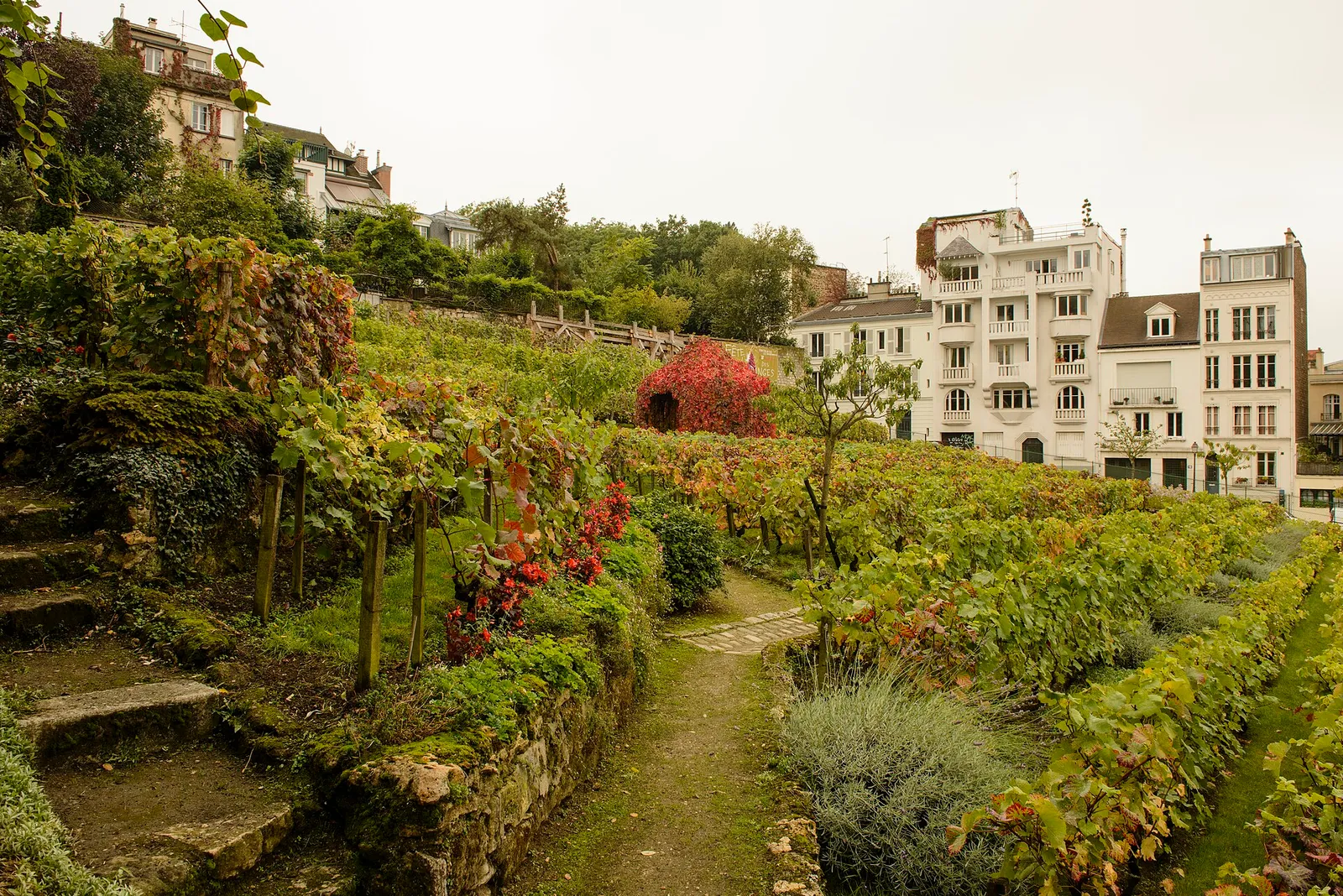 Des pieds de vigne chargés de raisin