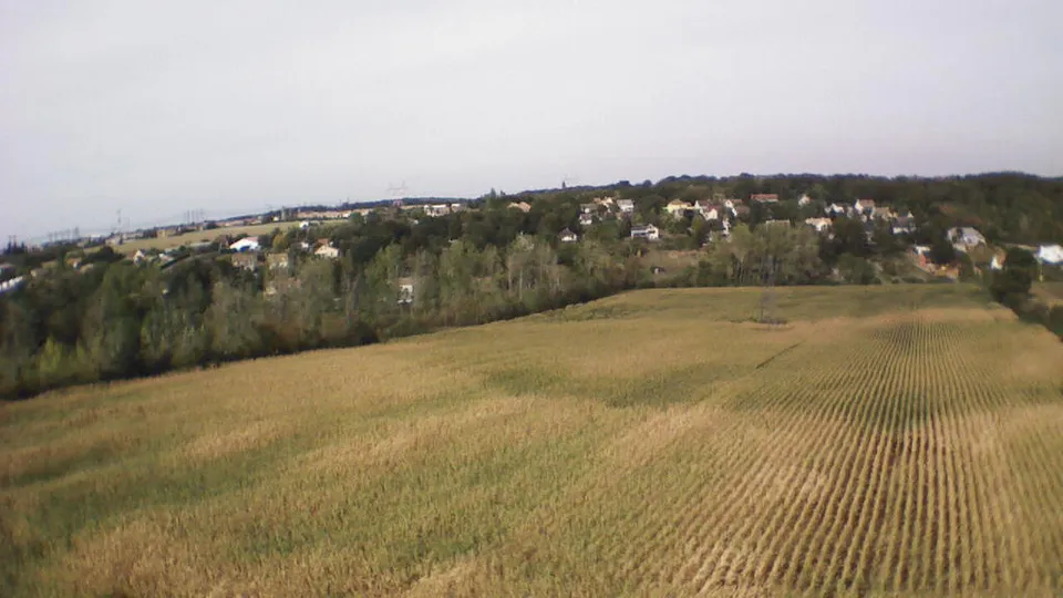 Un champ de maïs en France