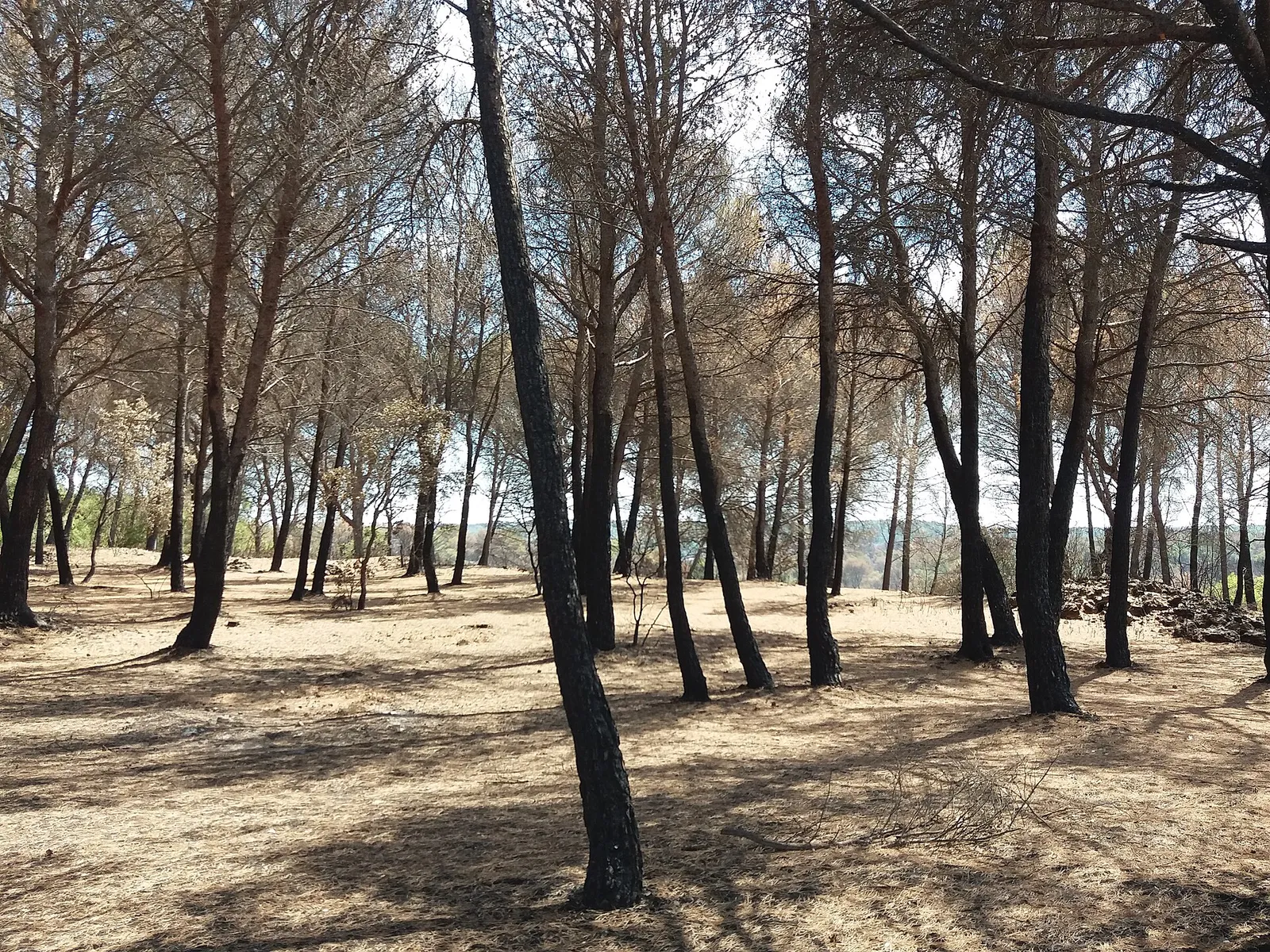 Front de flammes dans la garrigue provençale lors d'un feu de forêt