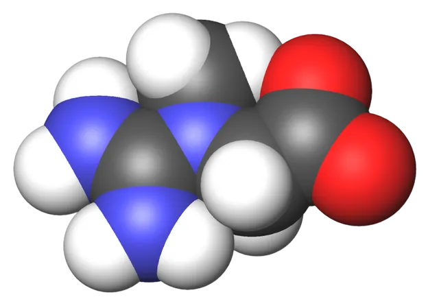 Modèle moléculaire de la créatine (illustration)