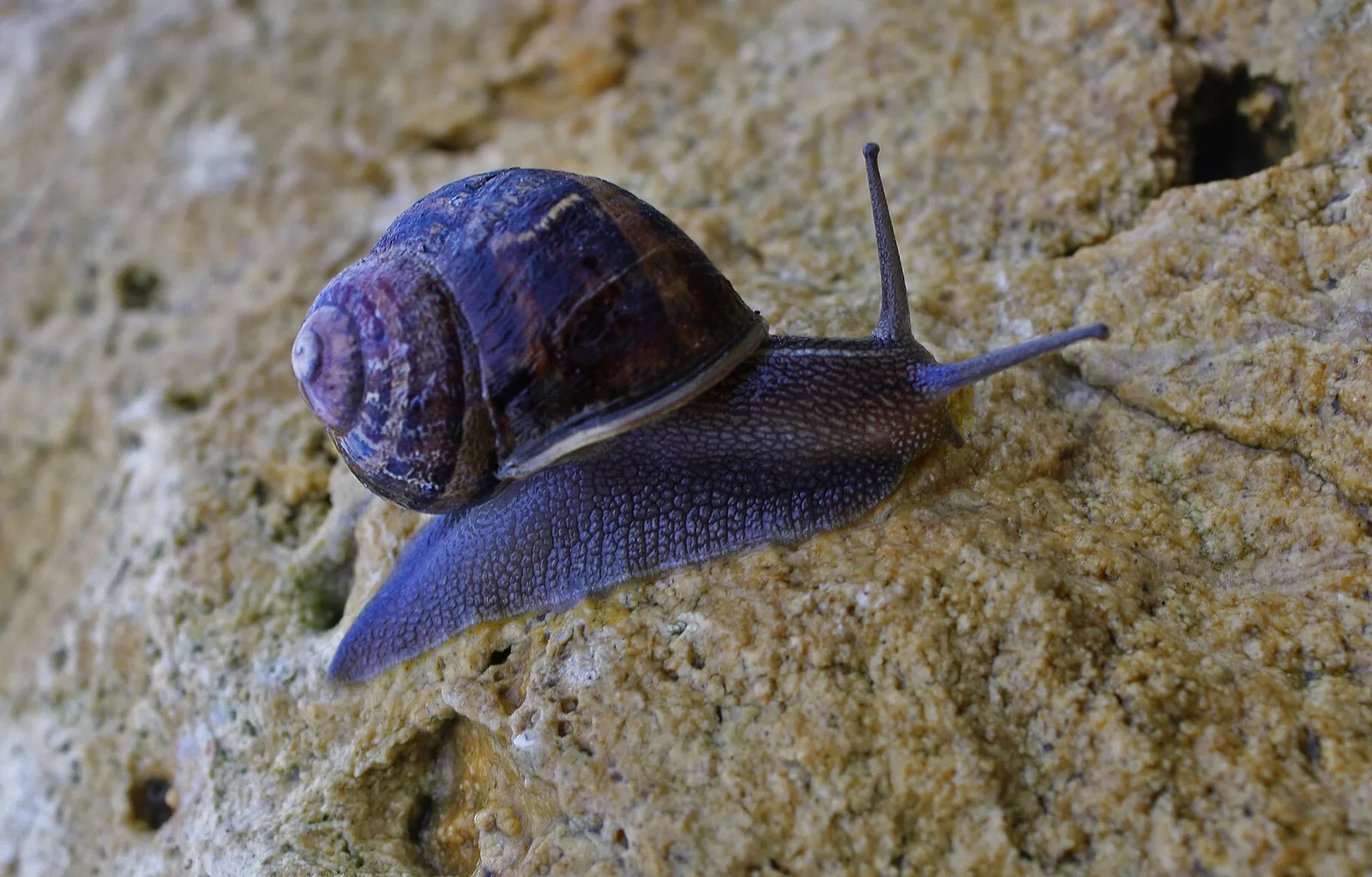 Un escargot petit-gris, l'espèce la plus élevée en France