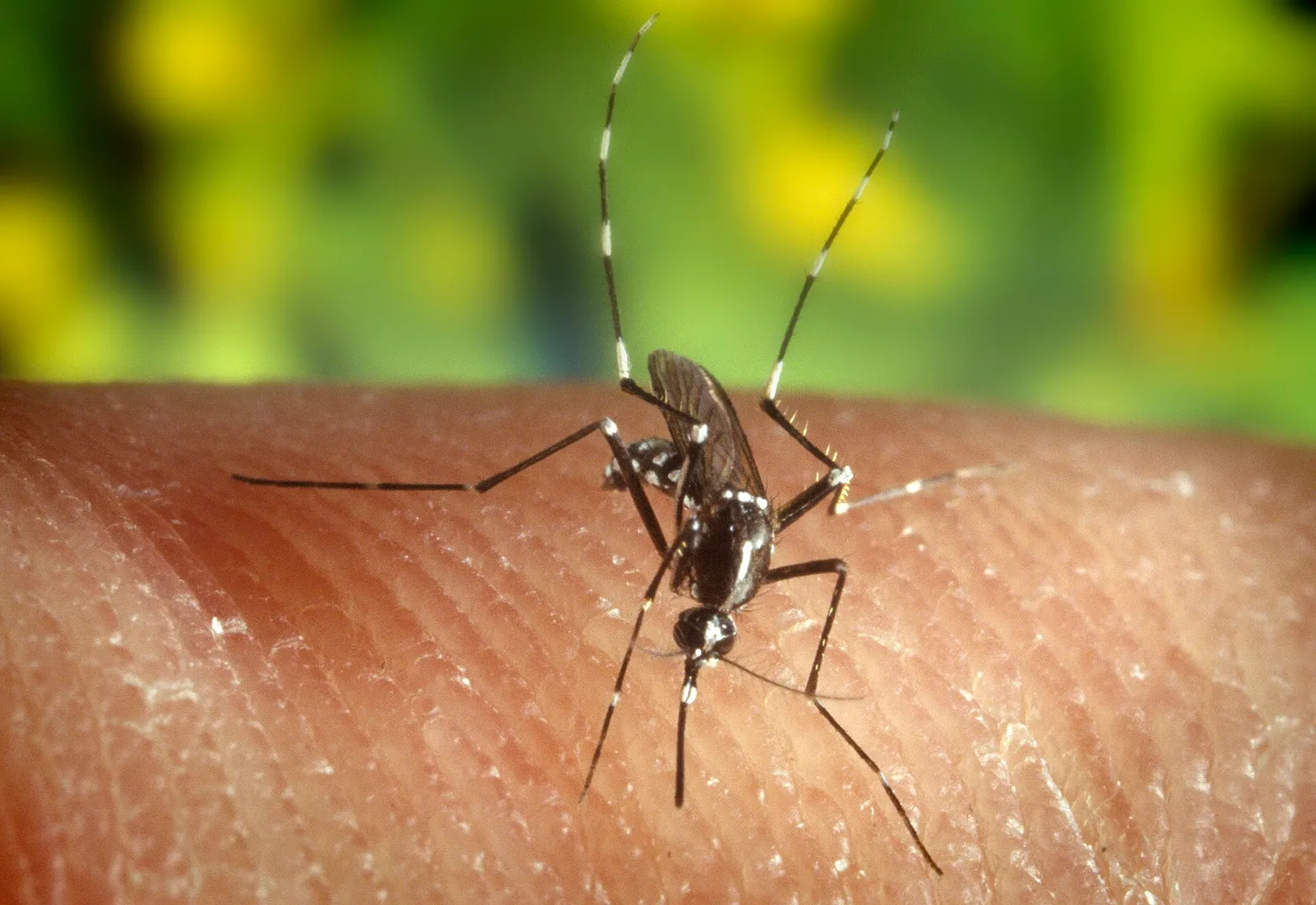 Un moustique tigre (Aedes albopictus)