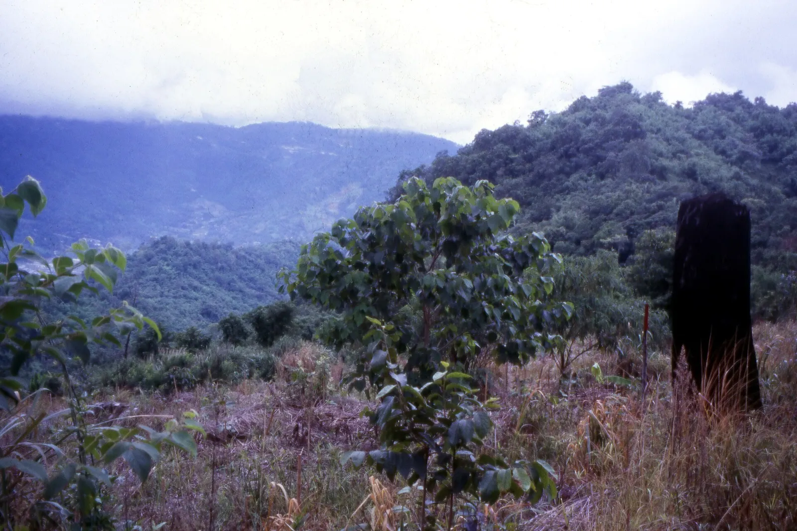 De jeunes arbres plantés pour restaurer une forêt