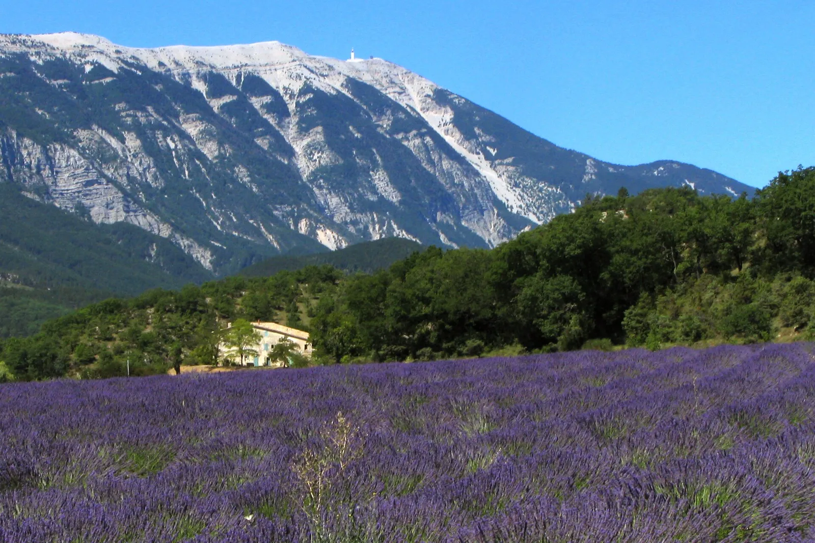 Champ de lavande en Provence, au pied du Mont Ventoux