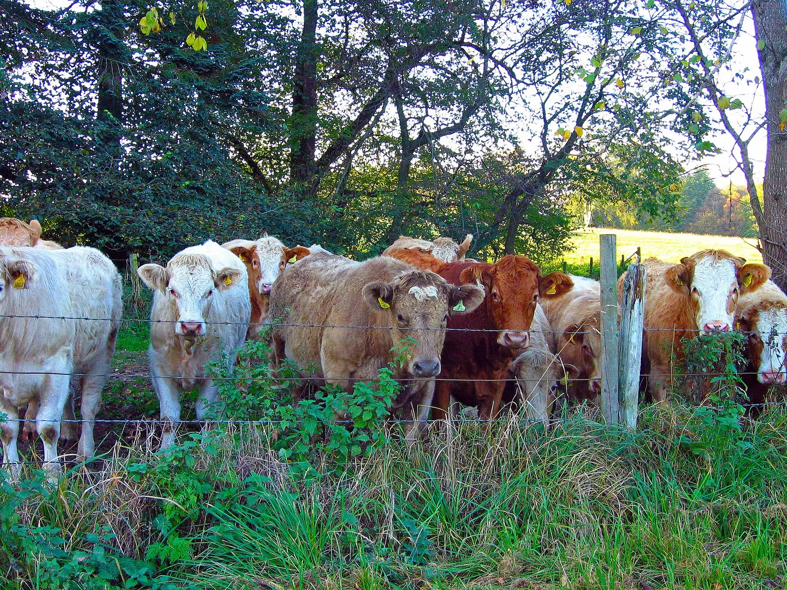Des vaches dans un champ (illustration)
