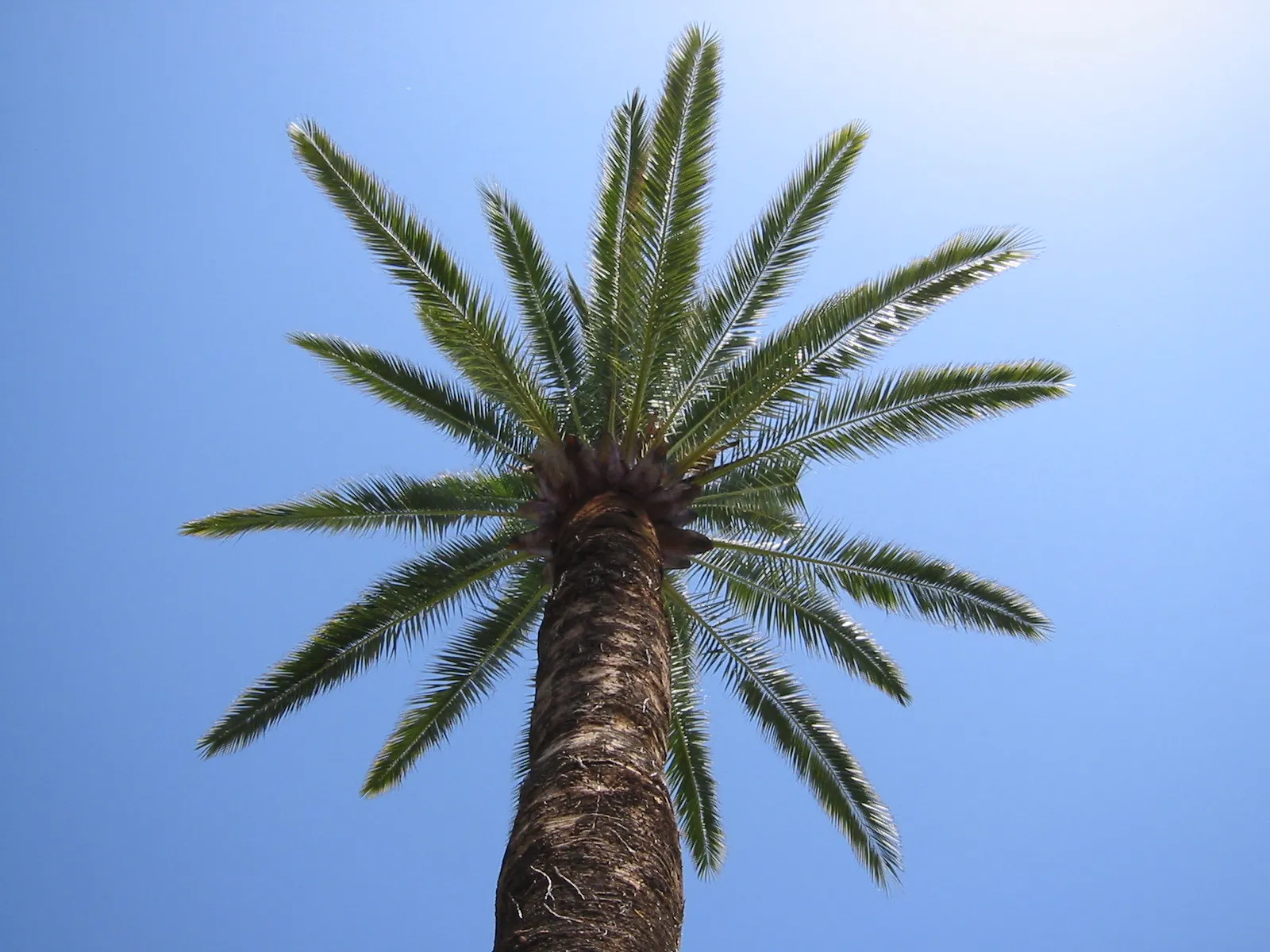 Palmiers sur la Côte d'Azur (image d'illustration)