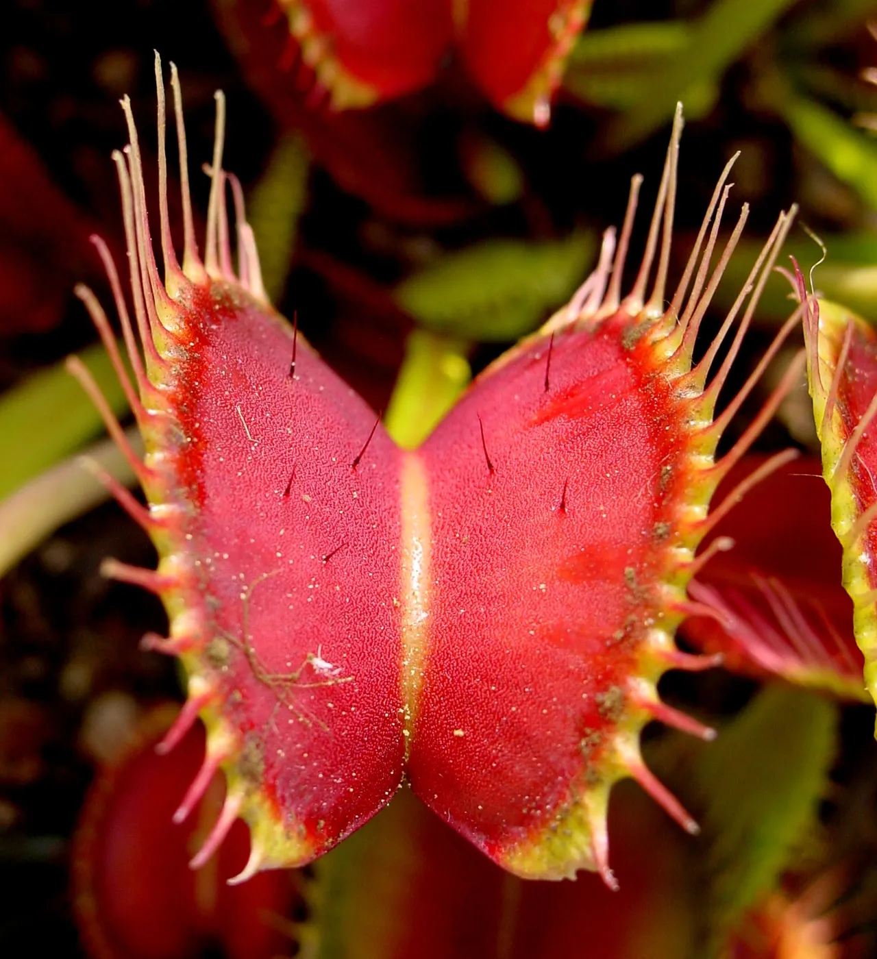 Une dionée attrape-mouche, plante carnivore, et ses poils sensibles