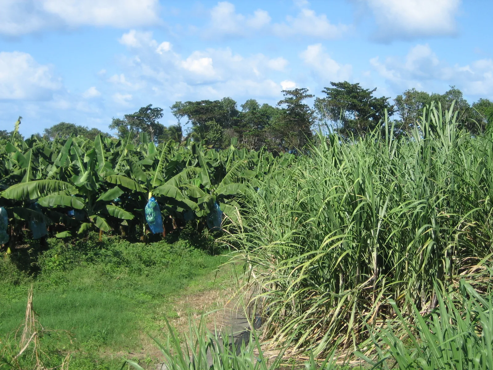 Plantations en Martinique (image d'illustration)