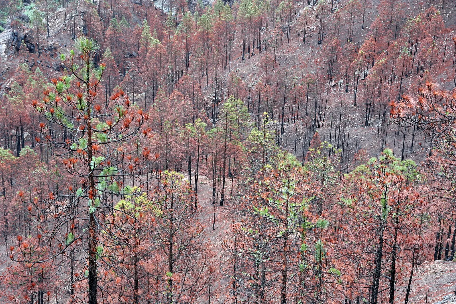 Une forêt calcinée après le passage d'un incendie