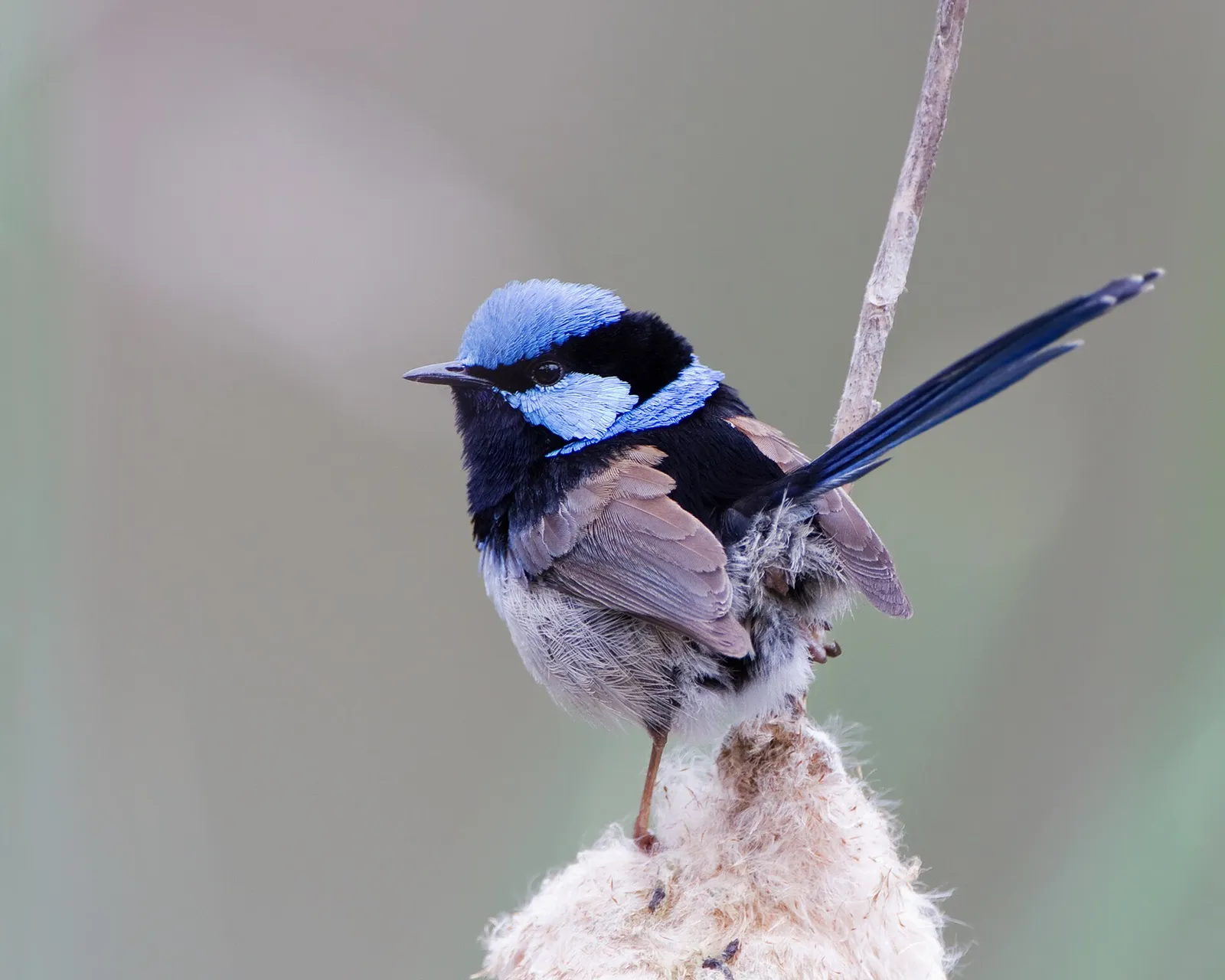 Un mérion superbe mâle au plumage bleu éclatant