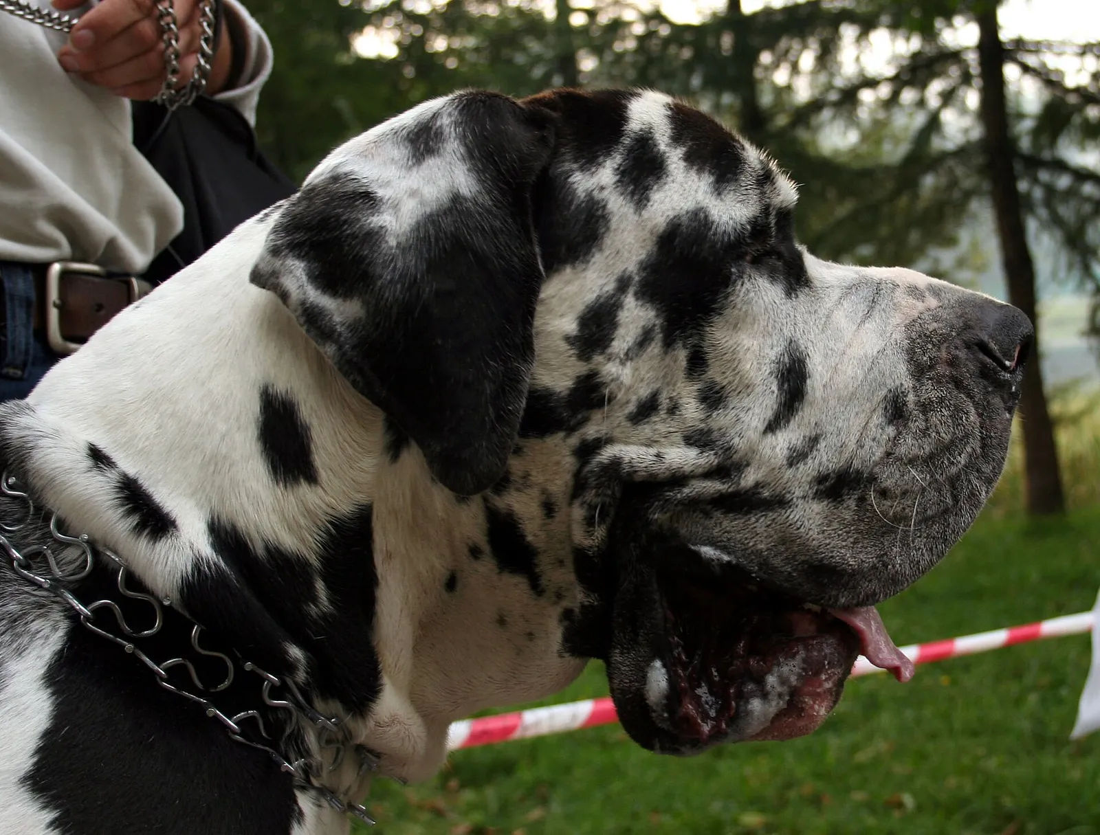 Un chien, gueule ouverte (illustration)