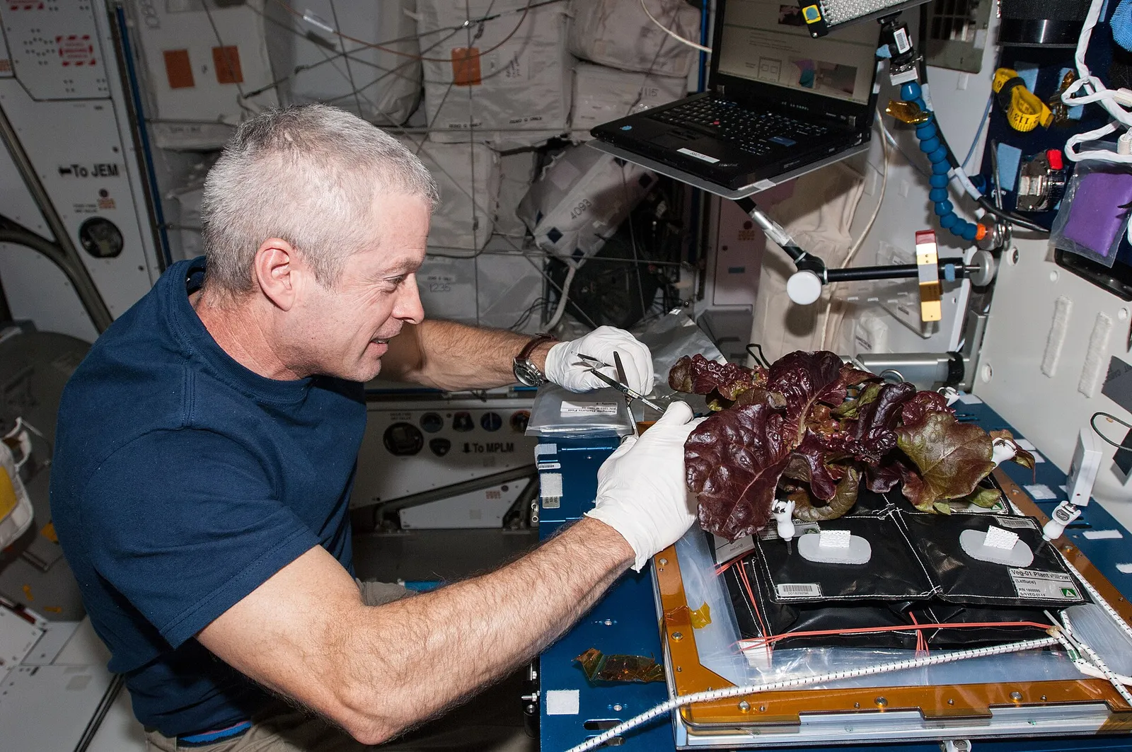 Un astronaute récolte de la laitue cultivée à bord de la Station spatiale internationale