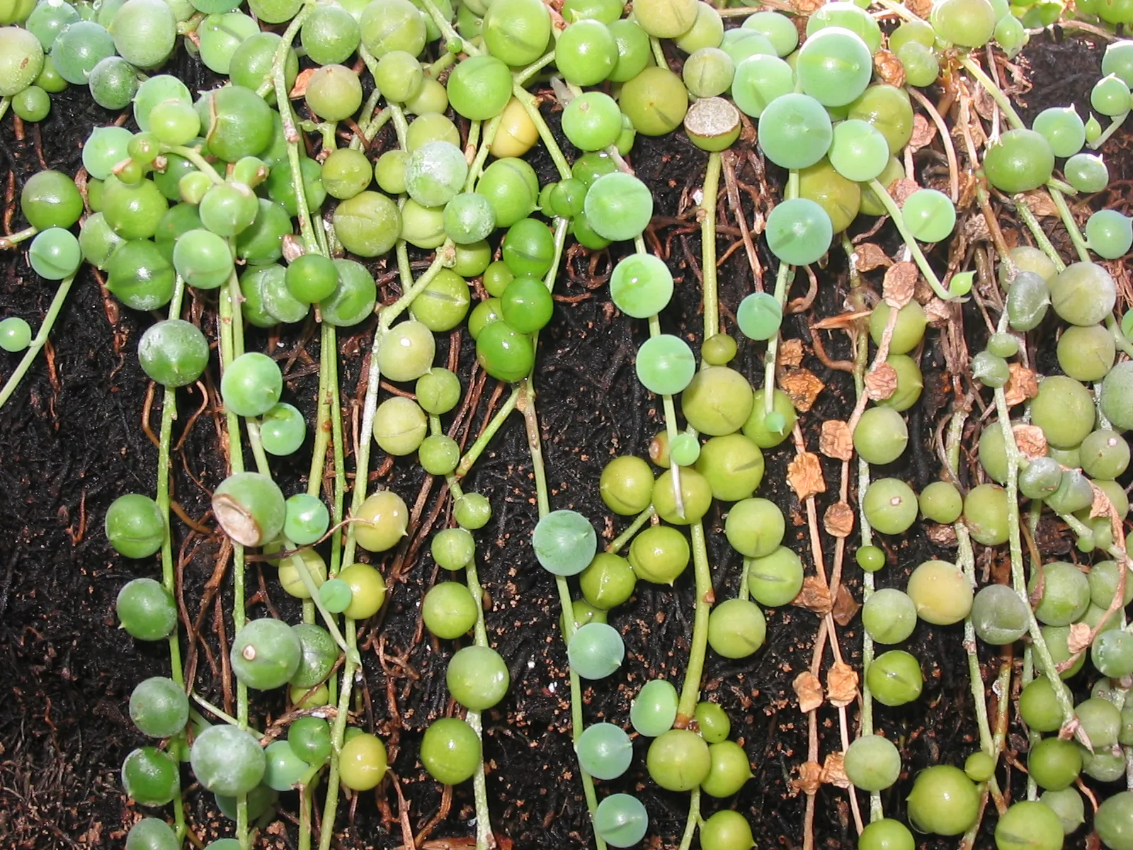 Un collier de perles (Senecio rowleyanus), plante succulente aux feuilles en forme de billes