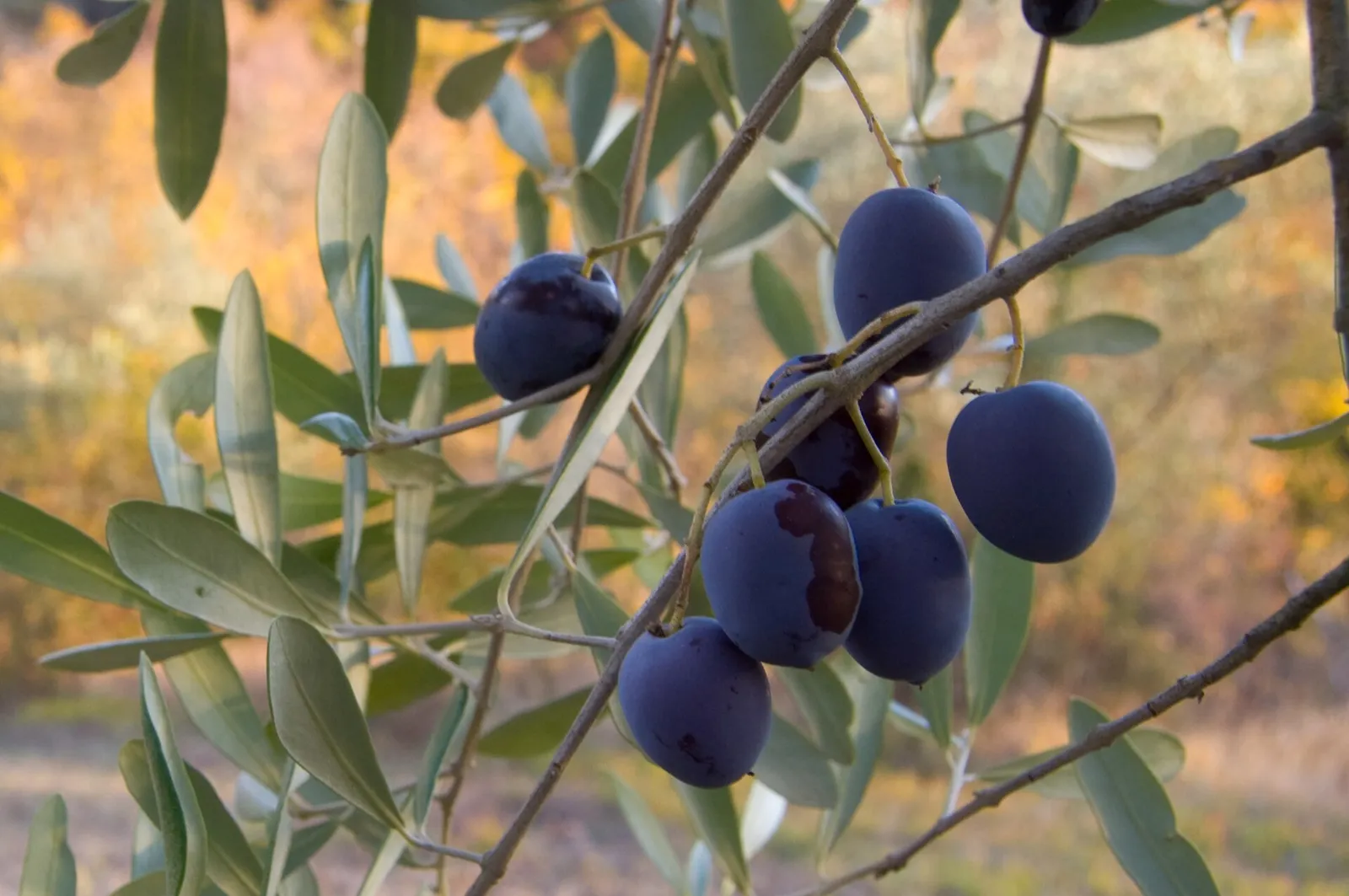 Des olives sur une branche d'olivier