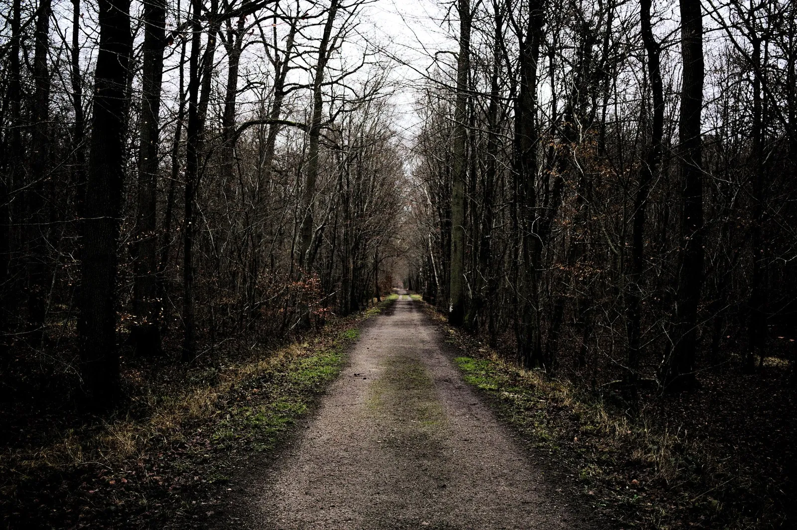 La forêt de Fontainebleau
