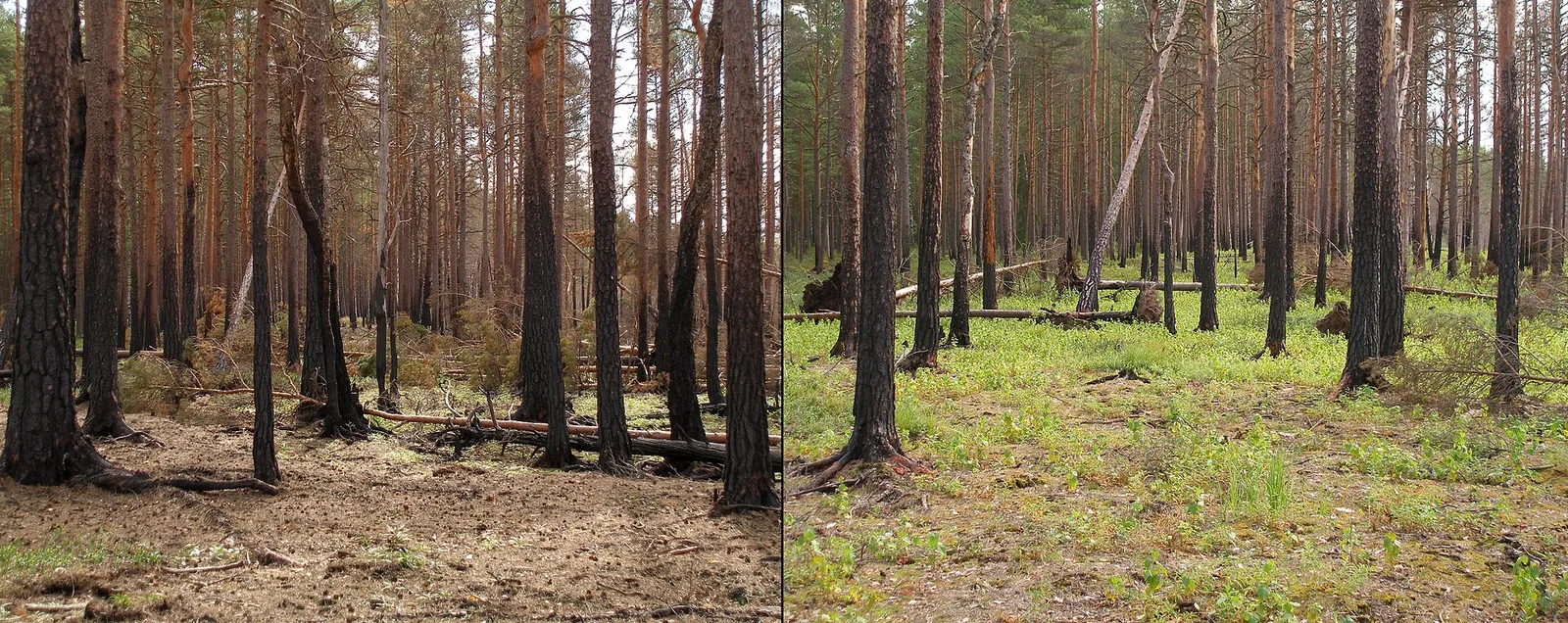 Pinède calcinée après le passage d'un incendie de forêt