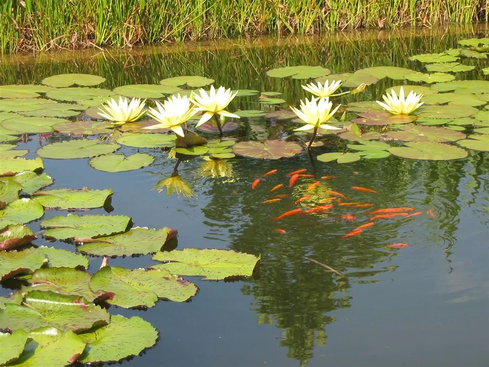 Des poissons rouges dans un bassin