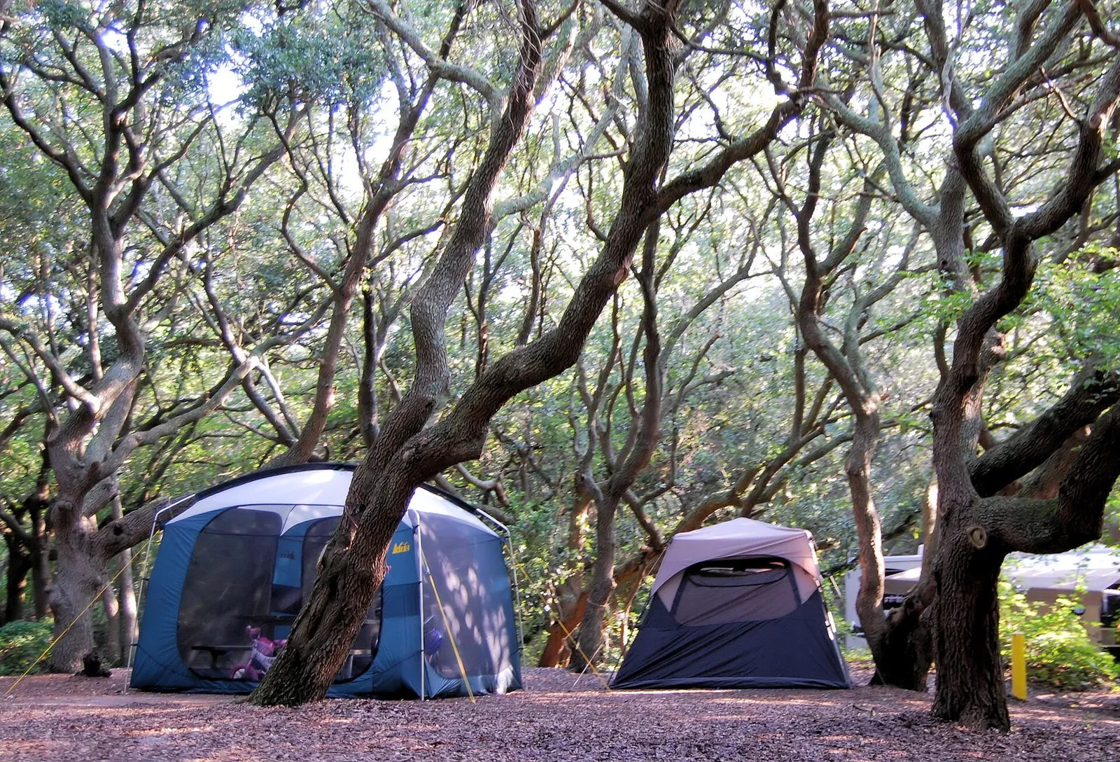 Des tentes installées sous les arbres dans un camping (illustration)