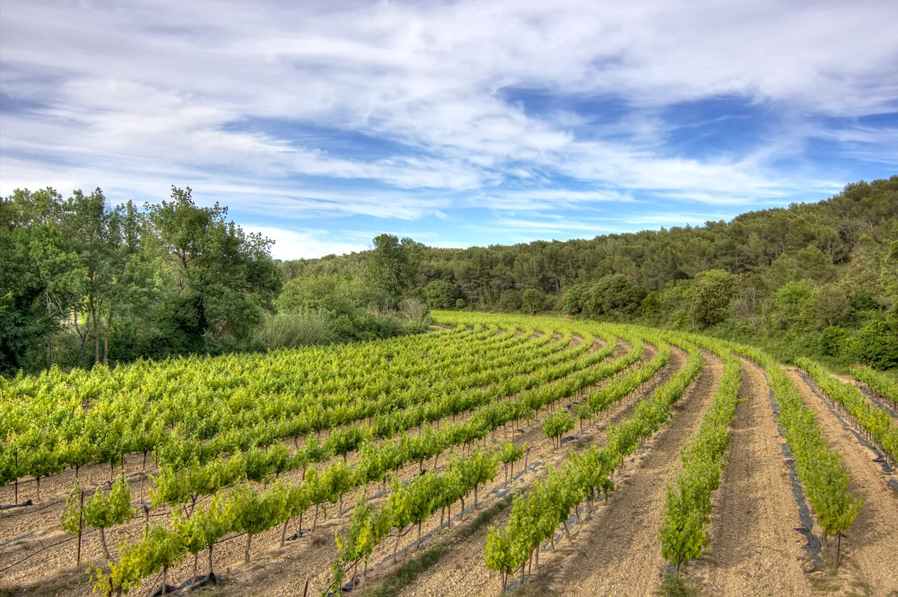 Un vignoble en Provence (illustration)
