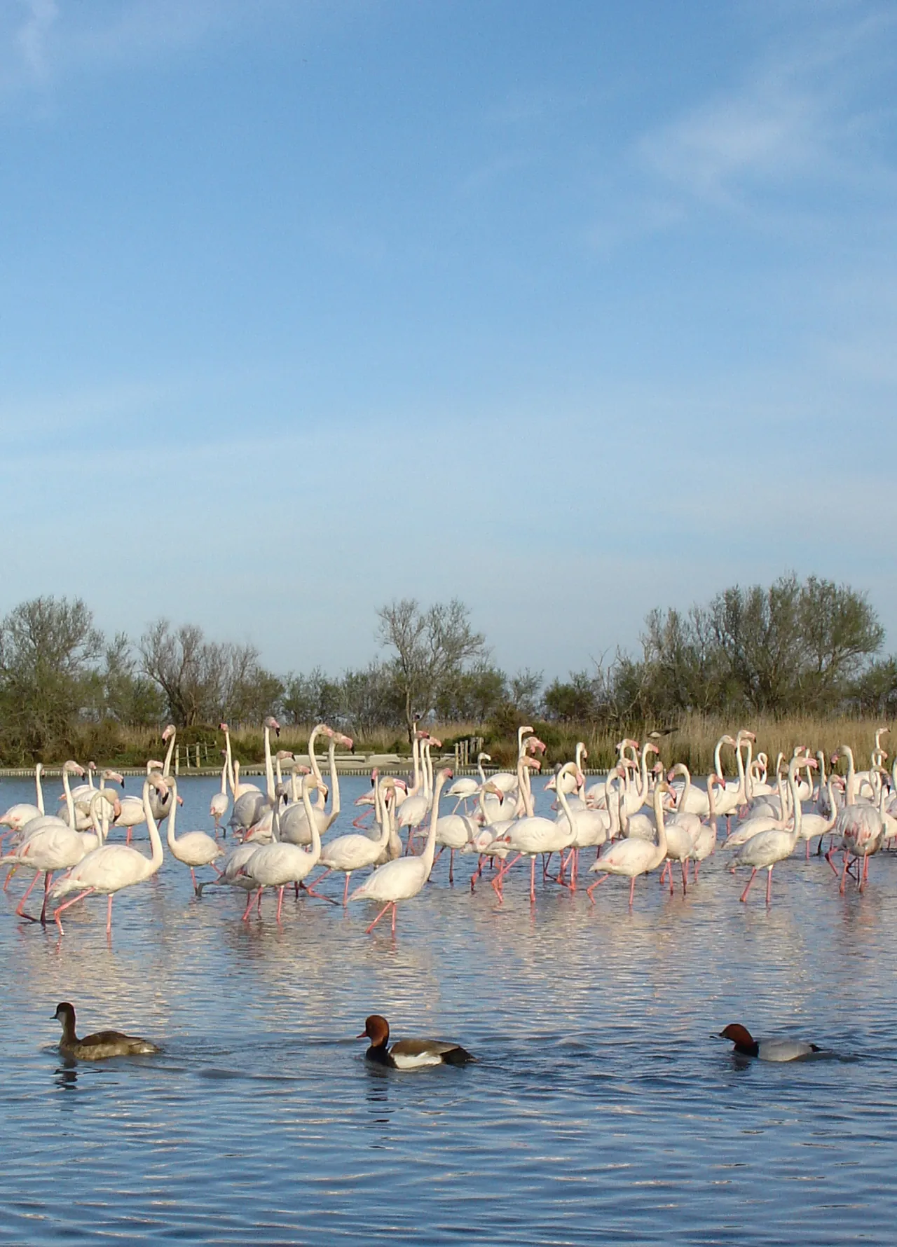 Flamants roses en Camargue