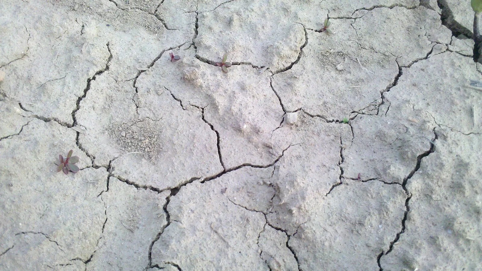 Sol craquelé par la sécheresse (illustration)