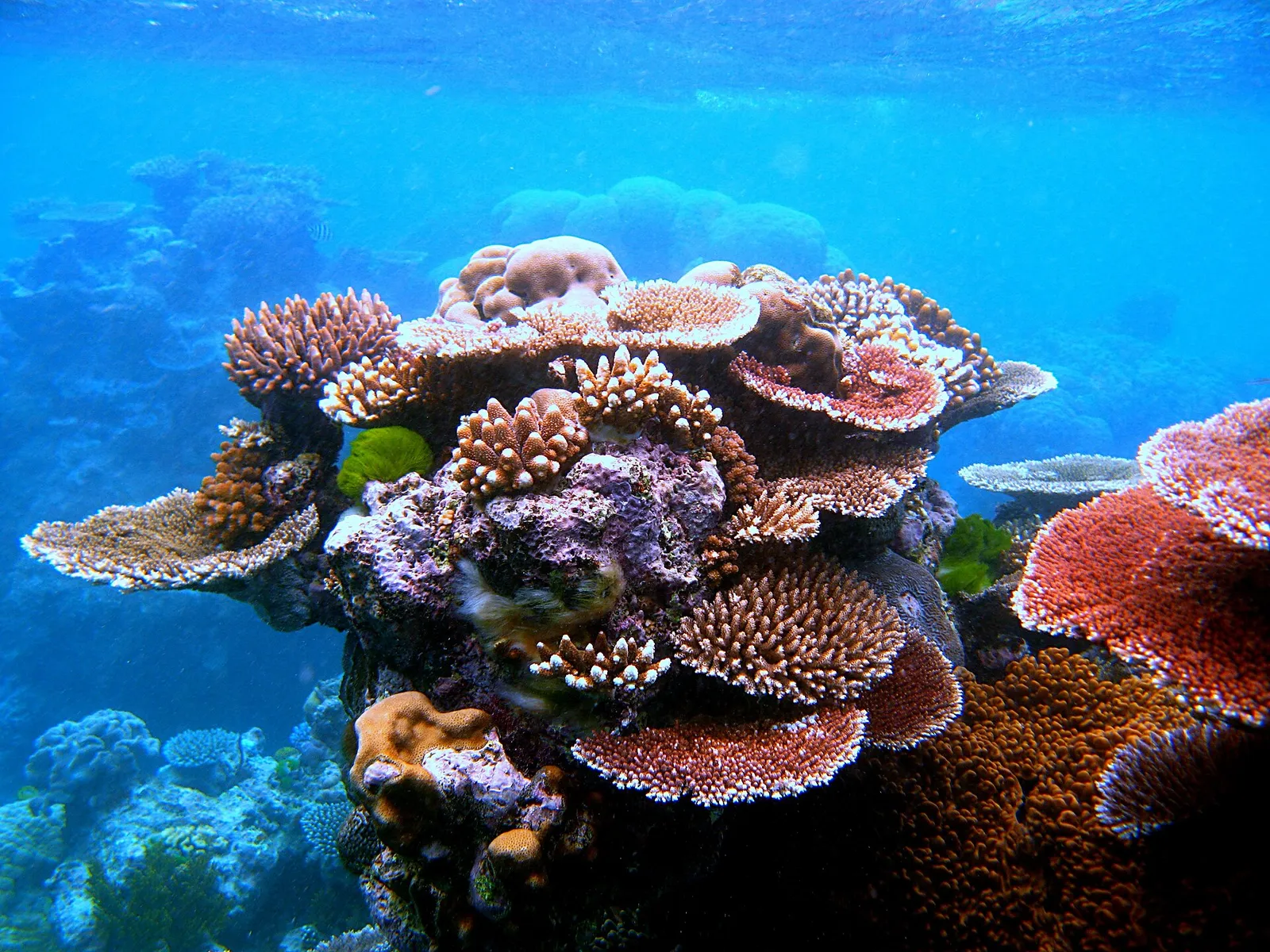 Récif corallien de la Grande Barrière de corail, en Australie
