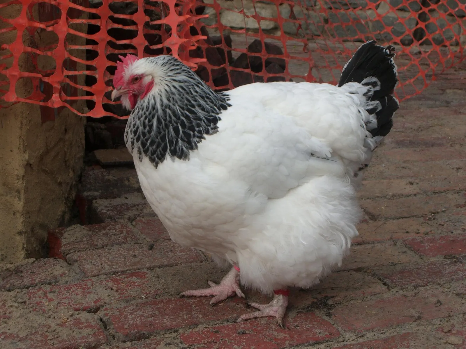 Une poule dans une ferme